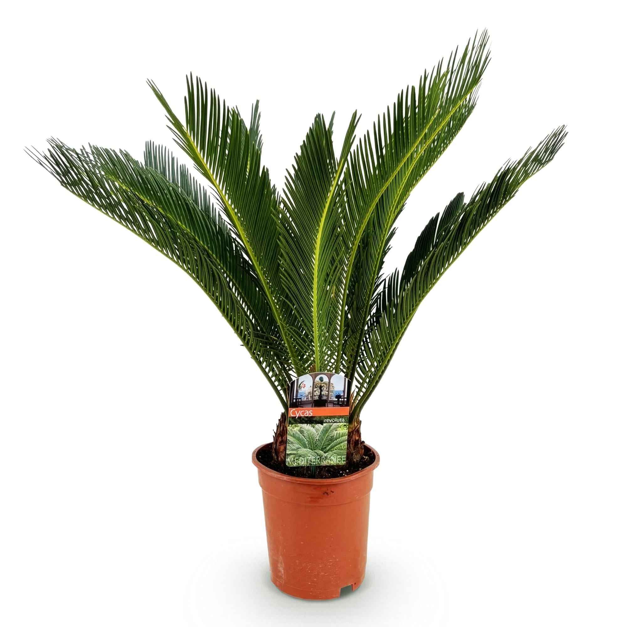 Image of Cycas Revoluta – Palmfarn – 70cm – 17cm – Pflegeleichte Zimmerpflanze mit fiederförmigen Blättern – Robuste Sago – Palme für elegante Innenräume-0