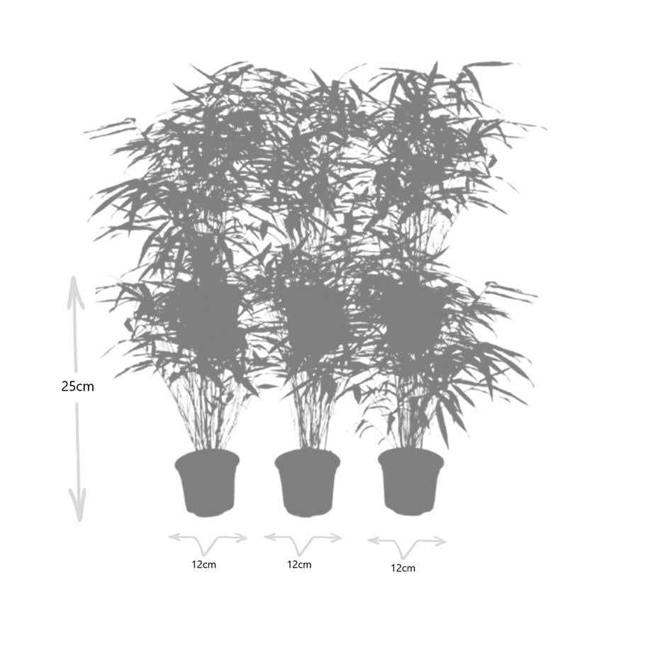 Image of Fargesia Rufa – Nicht – Ausbreitender Bambus – Ø7cm – ↕15cm – 6 Pflanzen – Winterhart & Pflegeleicht – Für Hecken, Garten & Terrasse