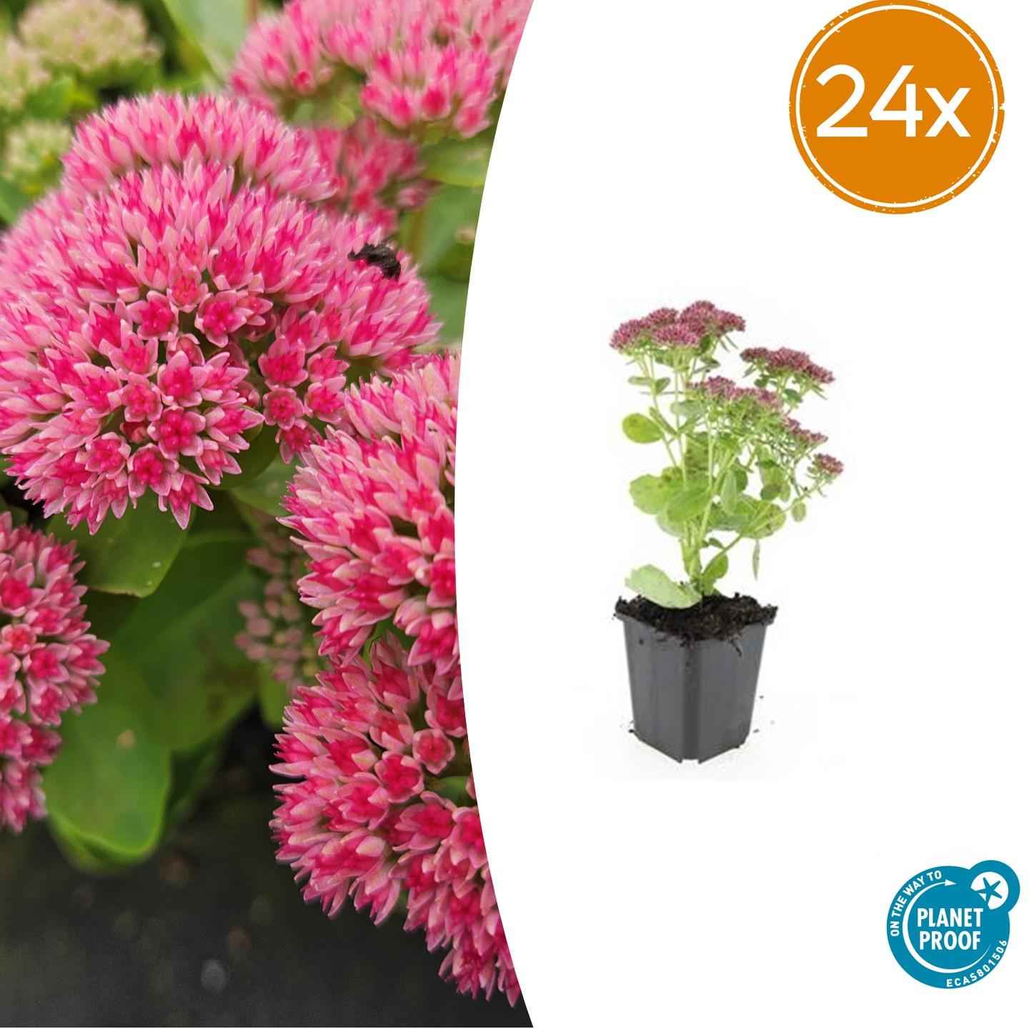 Image of Große Fetthenne Sedum 'Herbstfreude' – 24 Pflanzen – ↕10-25 cm – Ø9 cm – Winterharte Sukkulente – Trockenheitsresistent – Bienfreundlicher Bodendecker-1