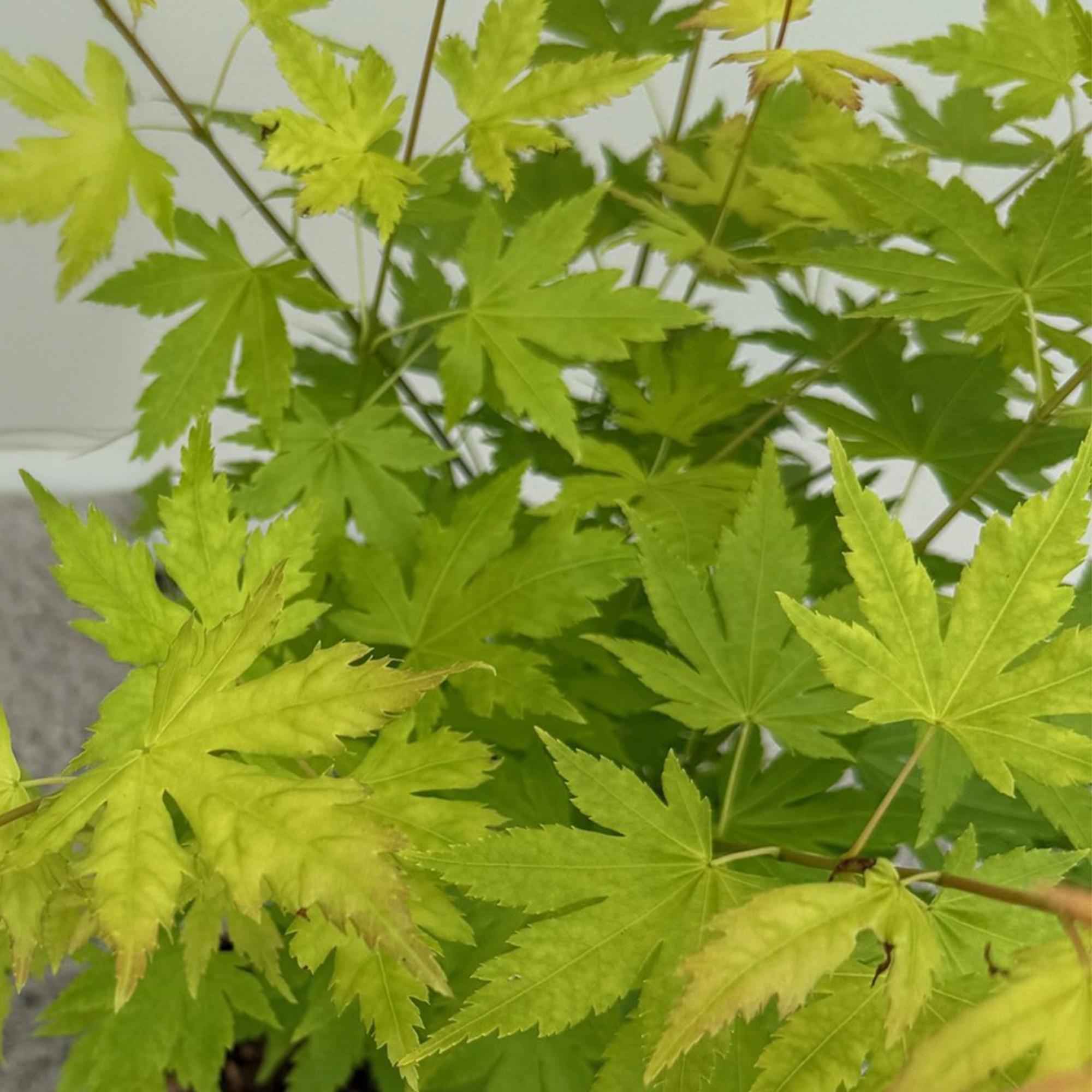 Image of Japanischer Ahorn – Acer palmatum 'Orange Dream' – 2 Pflanzen – ca. 70cm hoch – Ø19cm – orangefarbenes, fein gefiedertes Laub – Balkon-0