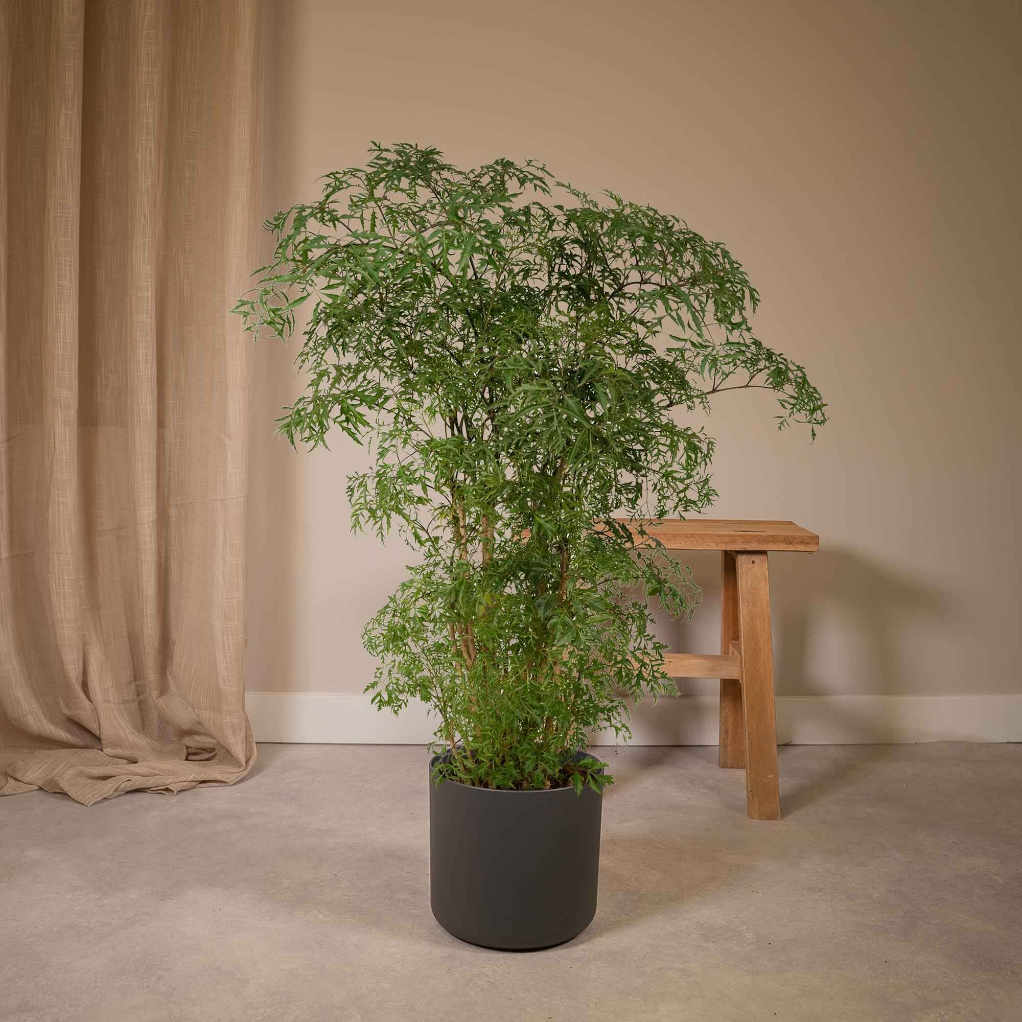 Image of Polyscias Fruticosa – Aralia Zimmerpflanze – Ø21cm – ↕75cm – Tropische Grünpflanze mit feinem, filigranen Laub – Pflegeleicht & luftreinigend
