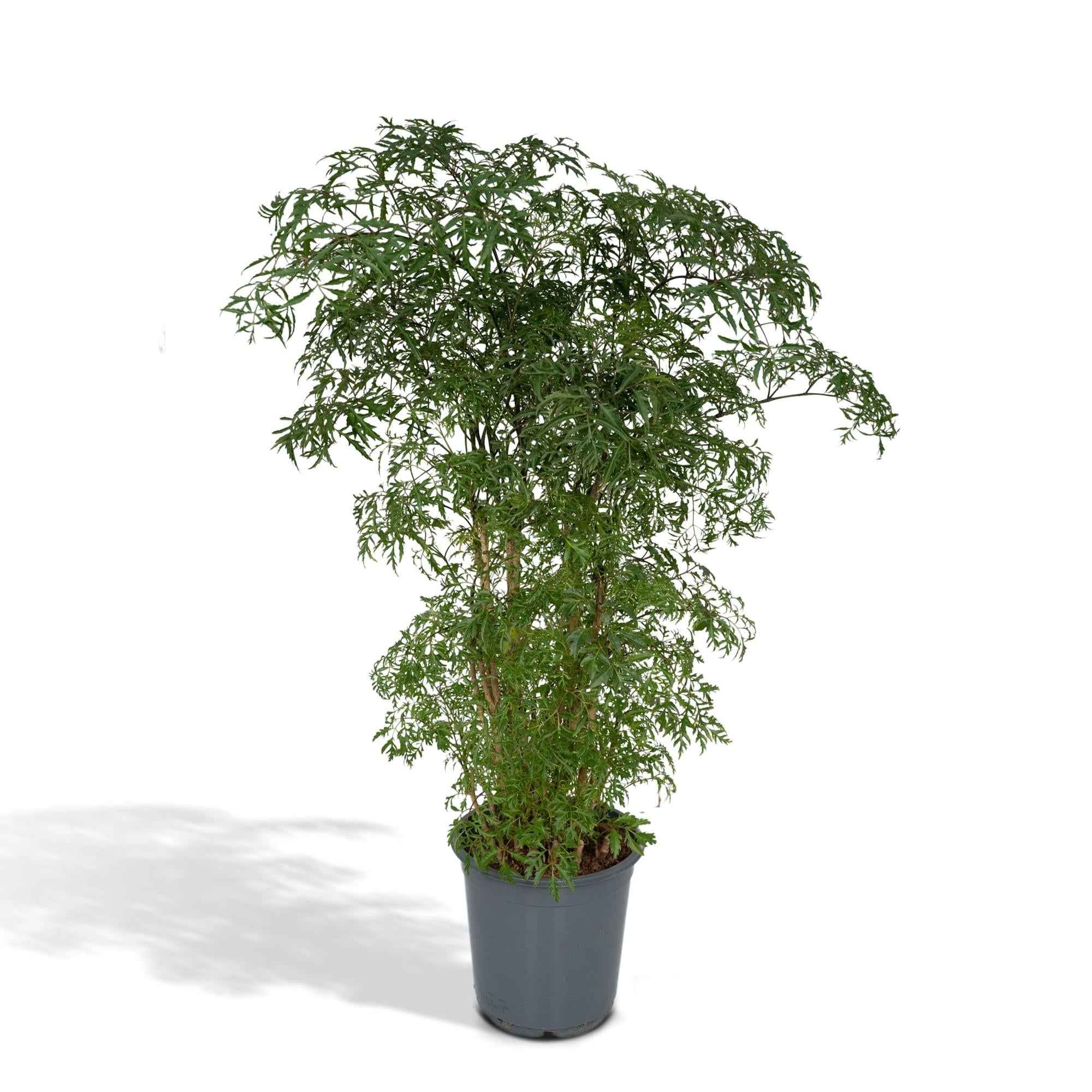 Image of Polyscias Fruticosa – Aralia Zimmerpflanze – Ø21cm – ↕75cm – Tropische Grünpflanze mit feinem, filigranen Laub – Pflegeleicht & luftreinigend