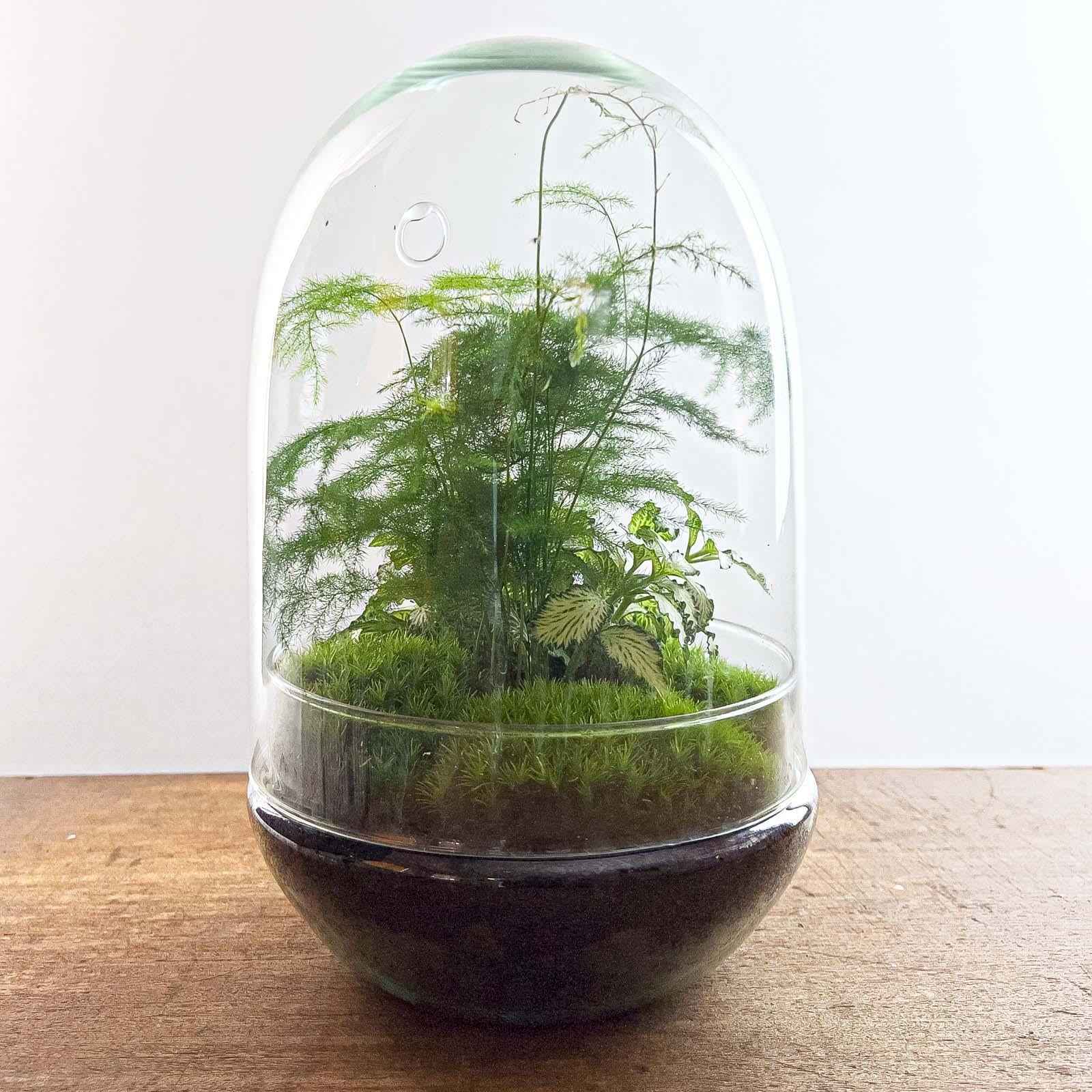 Image of Flaschengarten Egg XL – DIY Bausatz Terrarium – ↕30cm – Do – It – Yourself Pflanzen – Set im Glas mit Korkdeckel – Autarkes Mini – Ökosystem-1