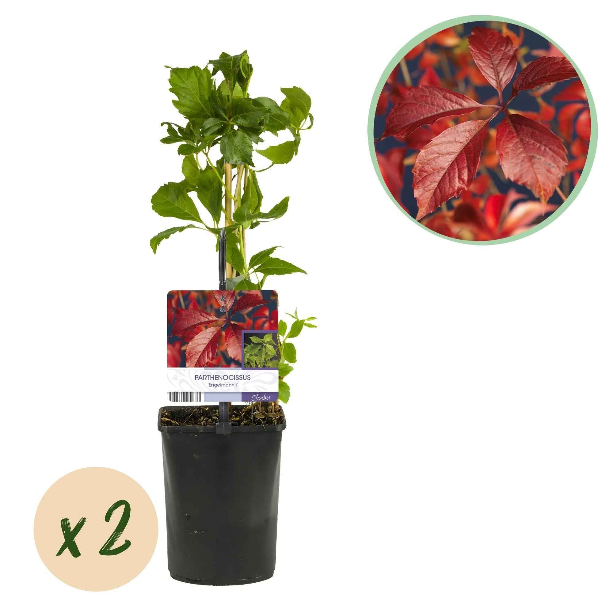 Image of Selbstklimmender Mauerwein Parthenocissus Engelmannii – Kletterpflanze mit grünen & roten Blättern – 2 Pflanzen – 11cm x H40cm – Pflegeleicht