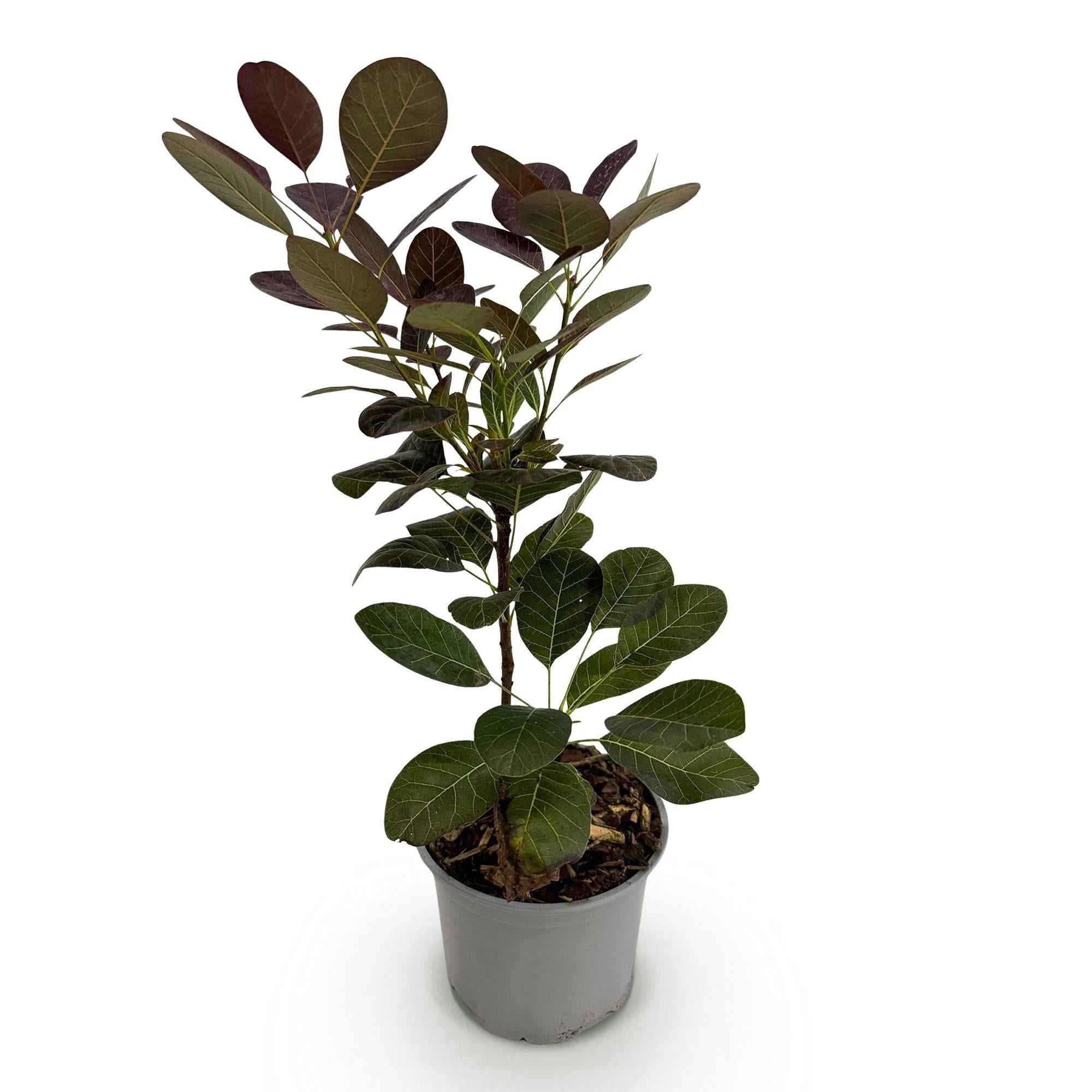 Image of Cotinus coggyria Royal Purple – 12cm – Höhe ca. 35cm – Purpurrotes Laub & luftige Sommerblüten – Laubabwerfender pflegeleichter Perückenstrauch-1