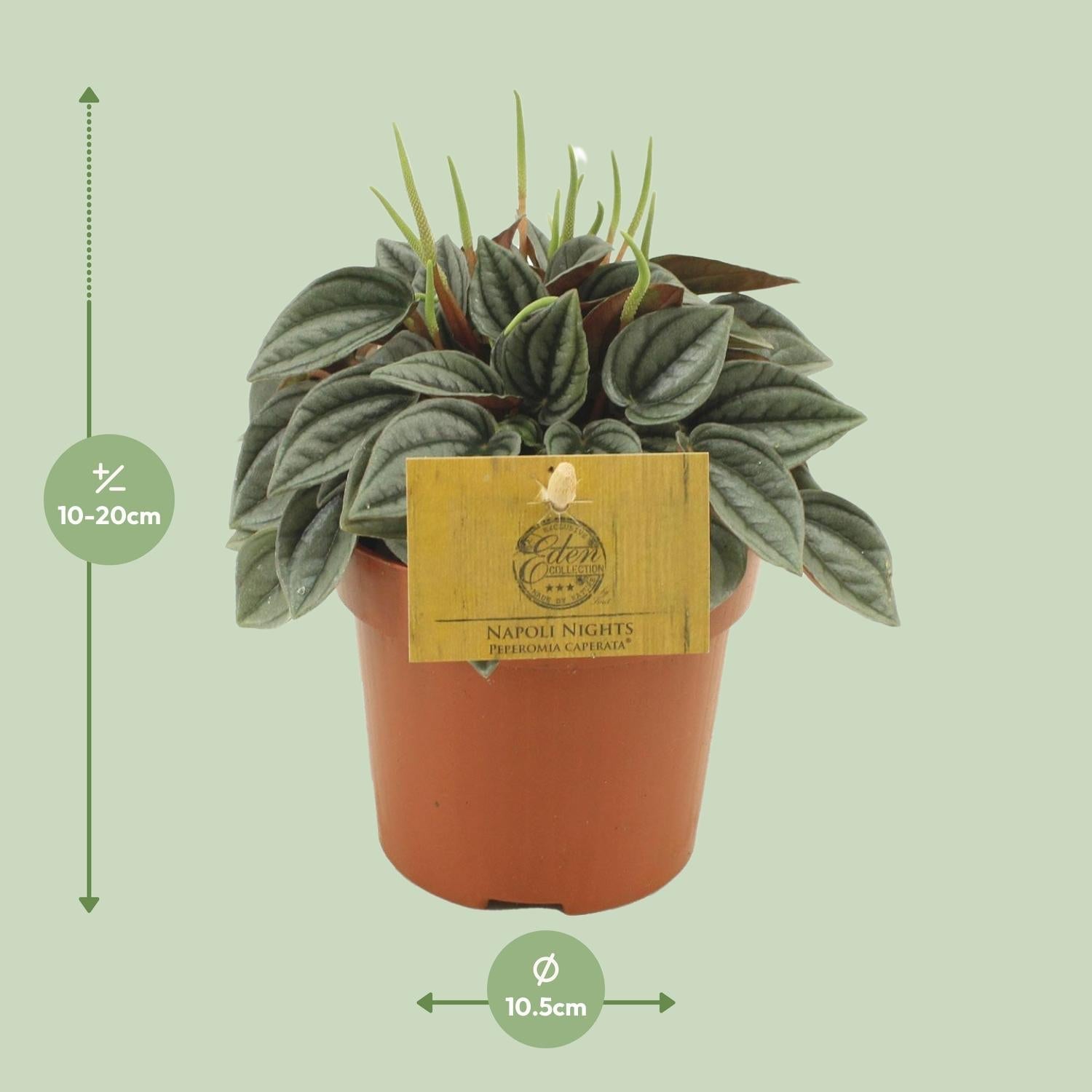 Image of Peperomia Napoli Nights – Zimmerpflanze – Ø10,5cm – ca. 15cm hoch – Pflegeleichte, luftreinigende Sukkulente – Für Wohnung & Büro-3
