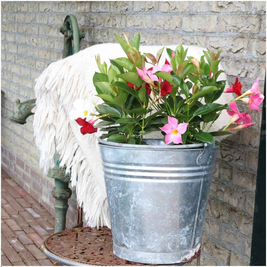 Image of Dipladenia Pink – Mandevilla Pink – Kletterpflanze – Ø12cm – ↕25cm – 6 Pflanzen – blühfreudig & pflegeleicht – ideal für Balkon, Terrasse & Garten