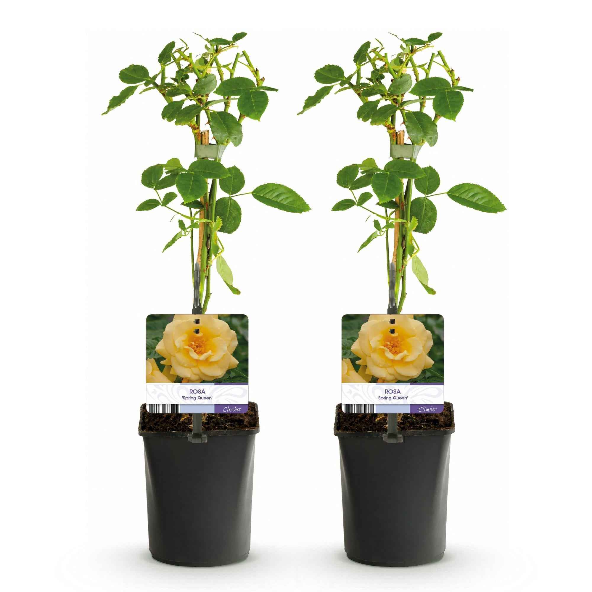Image of Kletterrose Rosa Spring Queen – Gelb – Pflegeleicht – 2 Pflanzen – 11cm x H40cm – Duftende Rosen für Garten, Balkon & Terrasse