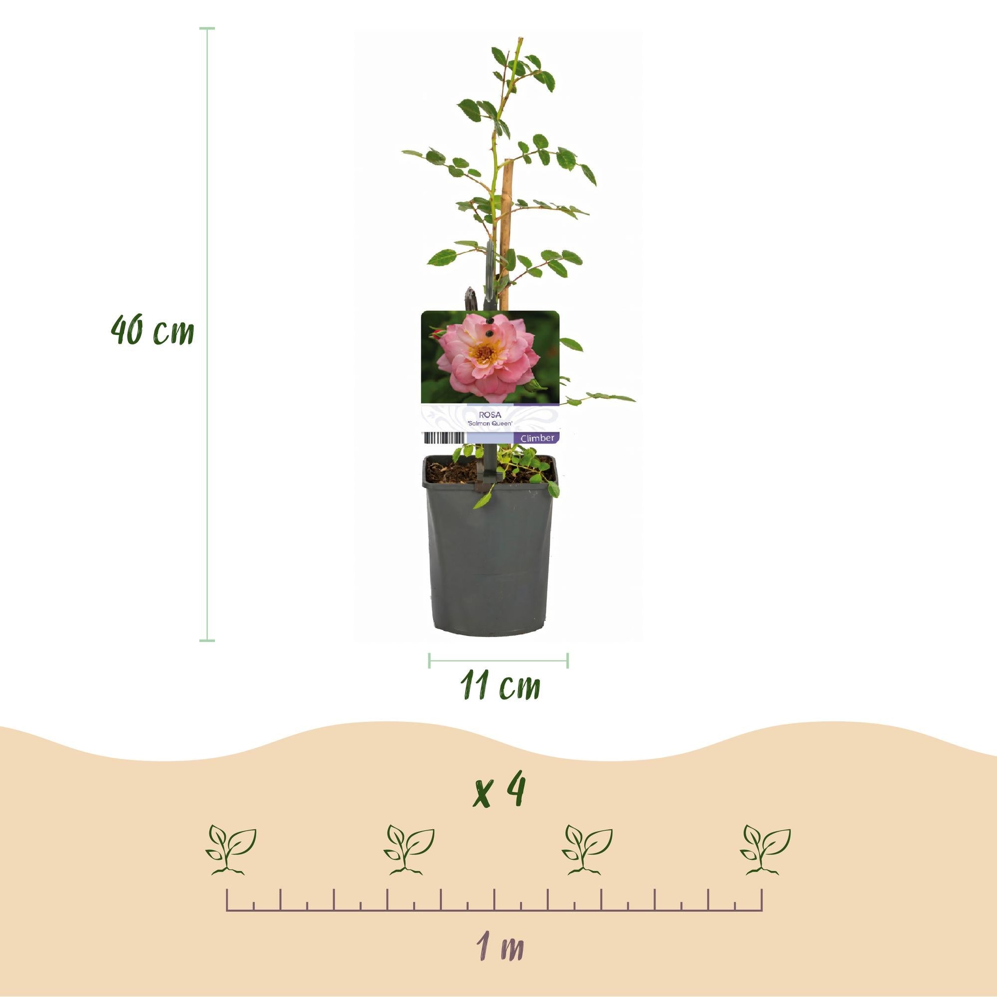 Image of Kletterrose – Rosa Salmon Queen – Lachsrosa Blüten – 2 Pflanzen – 11cm – Höhe 40cm – Duftend & pflegeleicht – Blüte Juni bis Oktober-2