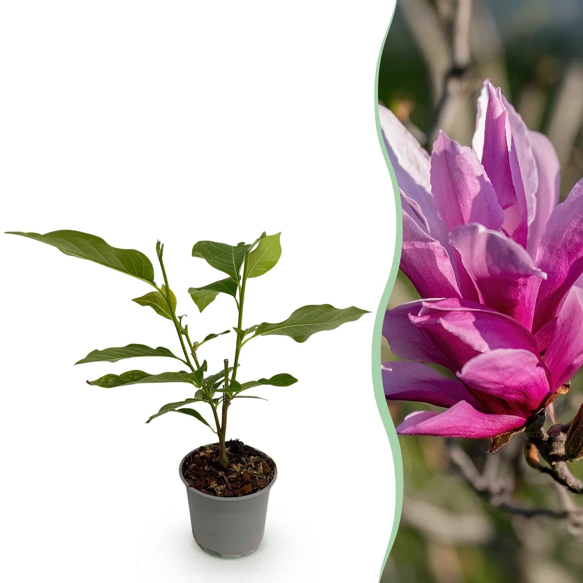 Image of Magnolia liliiflora Nigra – 12cm – Höhe ca. 30cm – Laubabwerfende Magnolie mit tief lila Frühlingsblüten – Pflegeleicht für Beet, Balkon & Terrasse