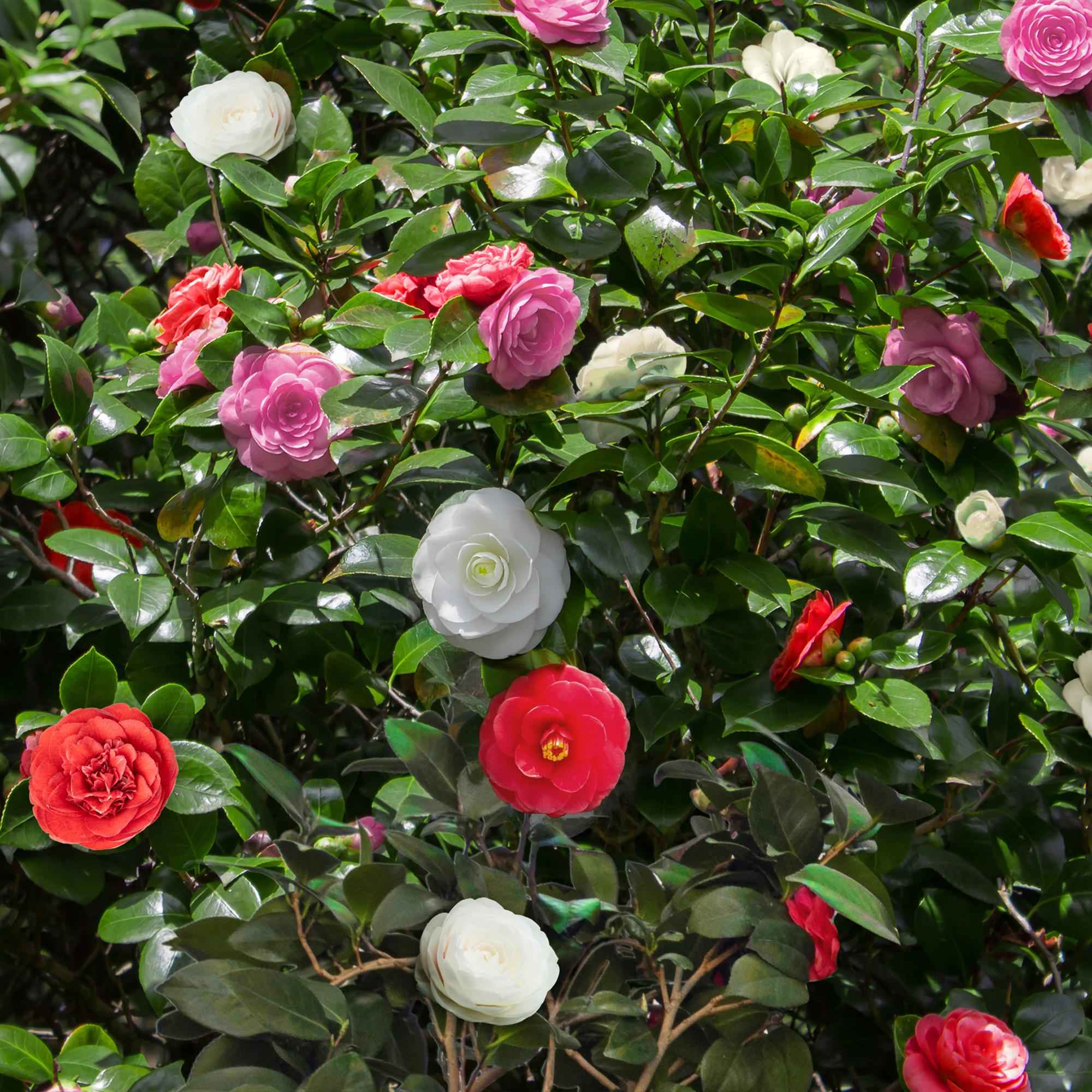 Image of Kamelie Camellia japonica Tricolour – Strauch – Blüte Rosa, Weiß & Rot – Immergrün – 15cm Höhe 30cm – Für Garten & Terrasse-2