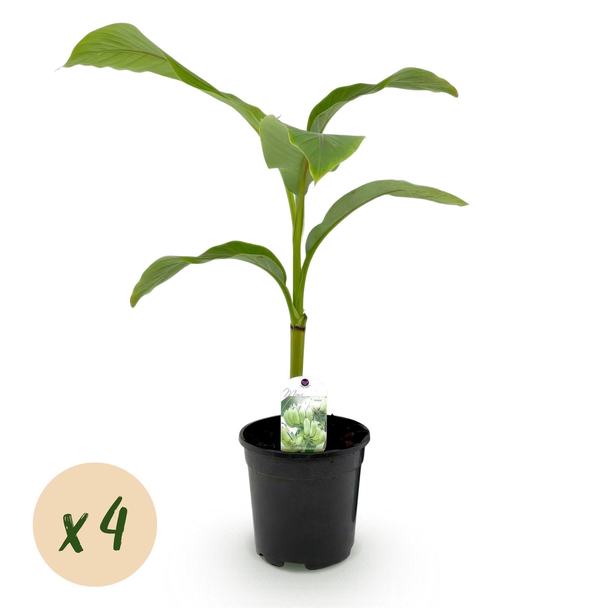 Image of Bananenpflanze Musa Basjoo – 4 Pflanzen – Winterhart – Obstpflanze – Ø17cm Höhe ca. 40cm – Exotisches Flair für Garten, Terrasse & Balkon-2