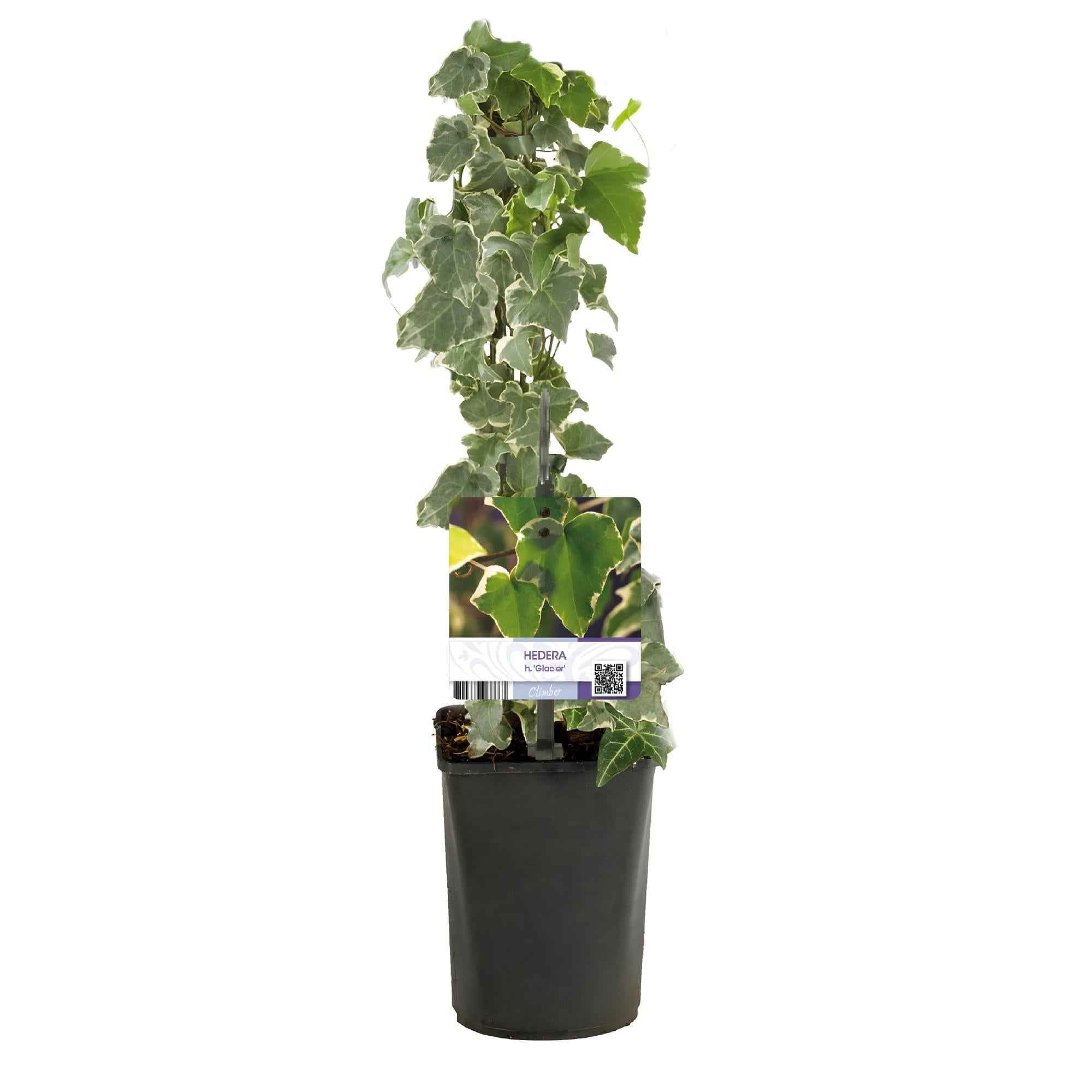 Image of Kletterpflanze Hedera helix 'Glacier' – 2 Pflanzen – Immergrün – Blatt bunt – 11cm – Höhe 40cm – Efeu für Innen & Außen – Hängeampeln & Bodendecker-2