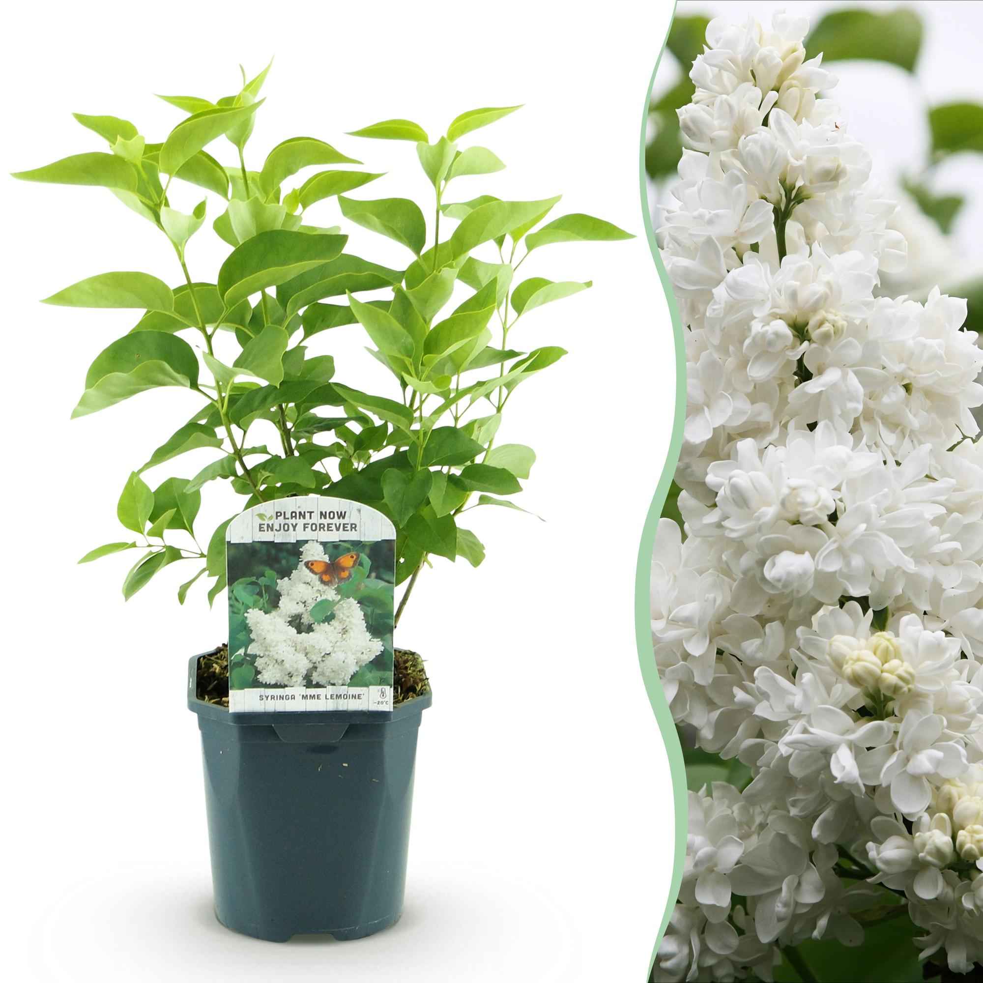Image of Flieder Syringa vulgaris Mme Lemoine 45cm – winterhart – weiße gefüllte, duftende Blüten Mai – Juni – Topf 17cm-1