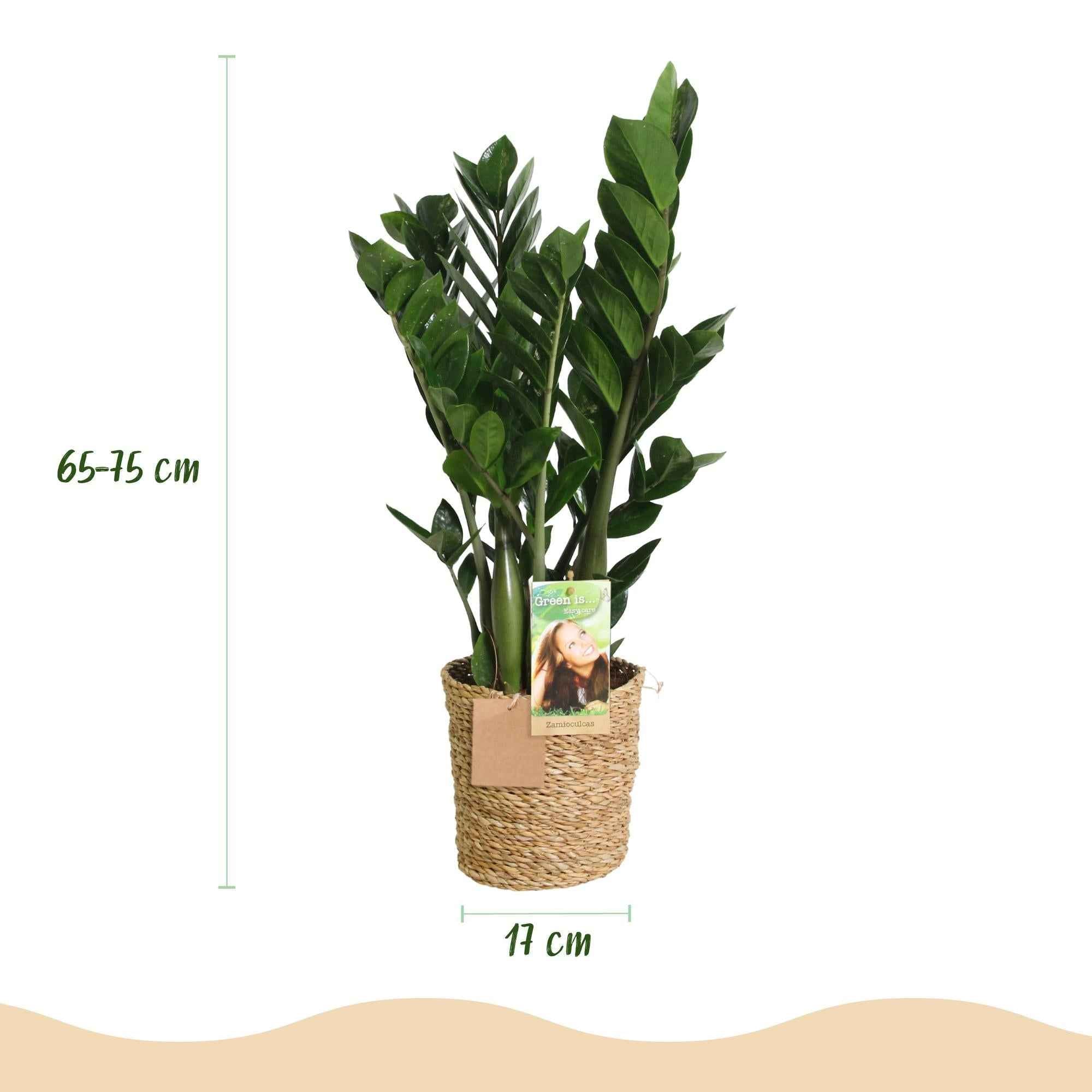 Image of Zamioculcas – 65-75cm – 17cm inkl. Naturkorb – Pflegeleichte ZZ – Pflanze – Robuste Grünpflanze für Wohnzimmer, Büro & Schlafzimmer-2