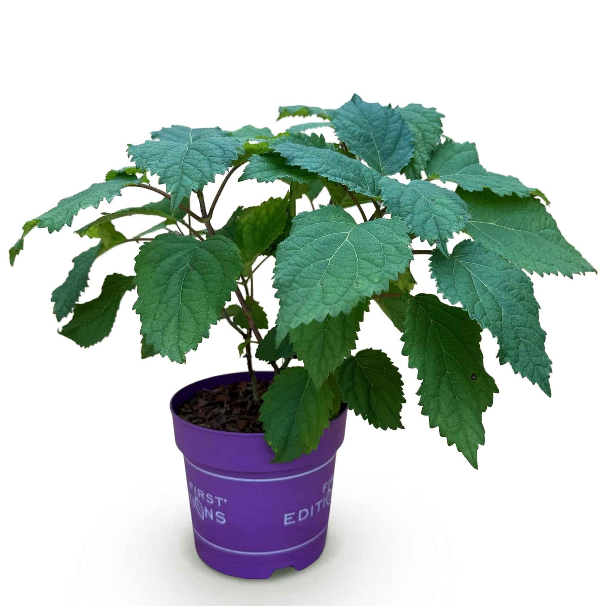 Image of Hortensie Hydrangea arborescens FlowerWOW winterhart weiß 20-30cm 14cm für Garten Balkon Terrasse Beet bienenfreundlich pflegeleicht blühender-2