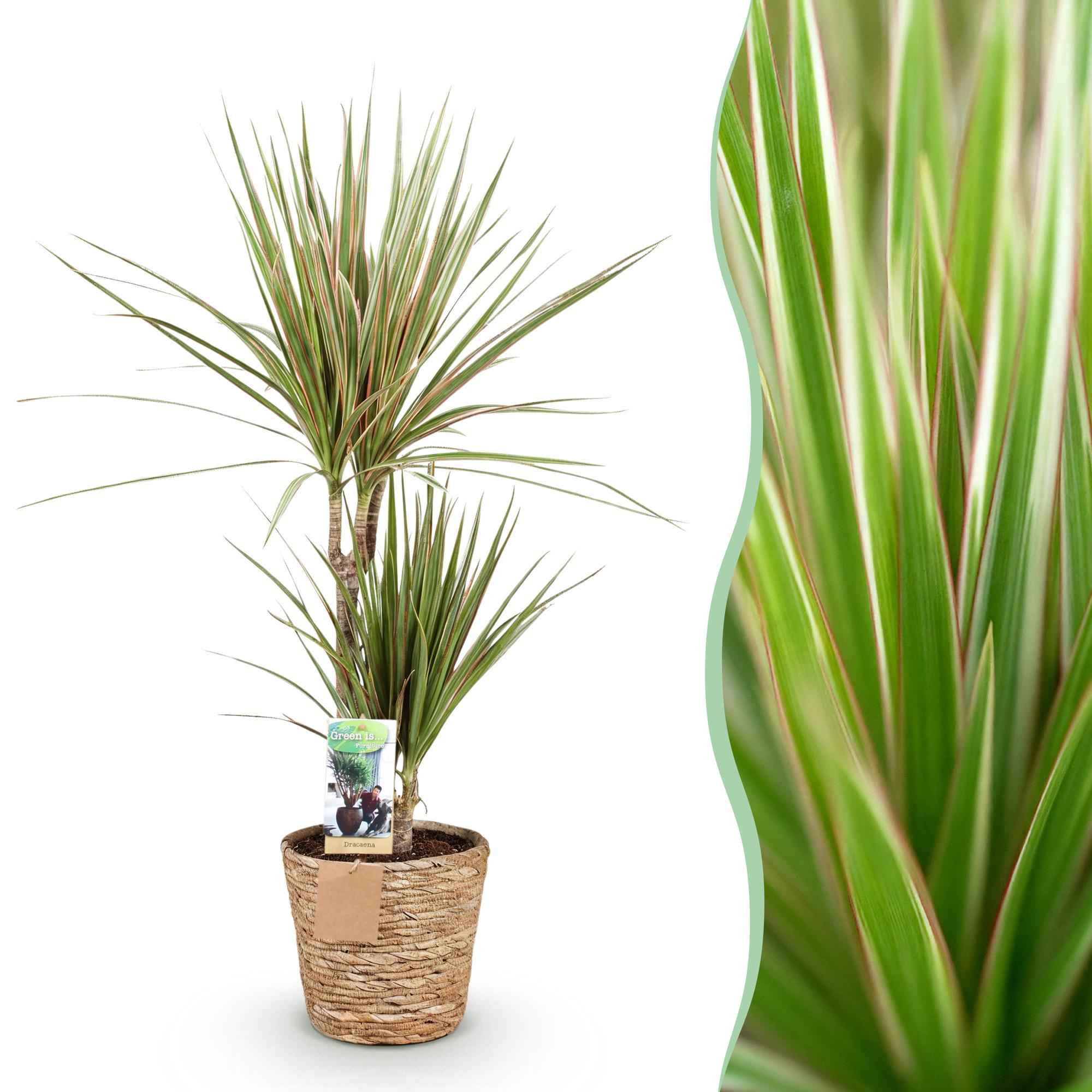 Image of Dracaena Marginata Bicolor – 70-75cm – 17cm inkl. Naturkorb – Pflegeleichter Drachenbaum – Grün – Braunes zweifarbiges Blattwerk – & Arbeitsräume-1