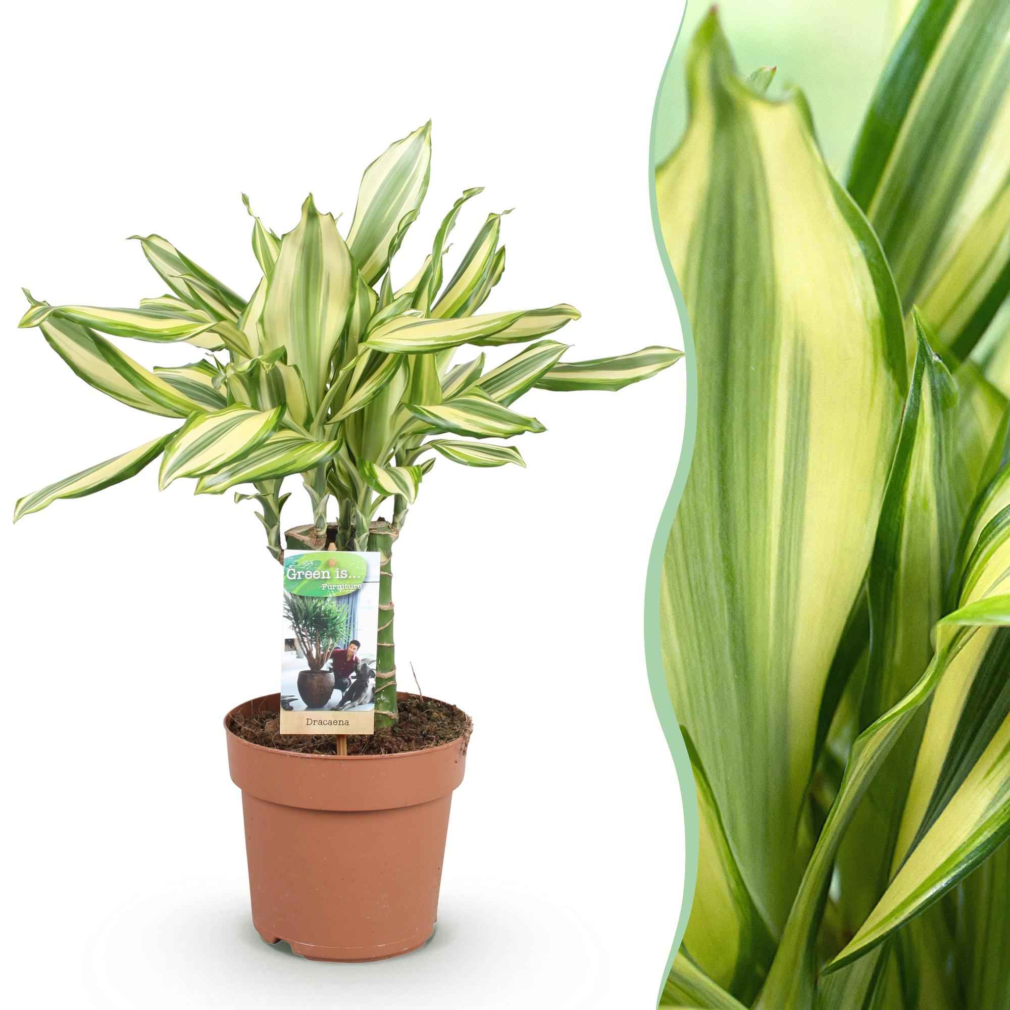 Image of Dracaena fragrans Diamond Dream – Drachenbaum – 17cm – Höhe 50-55cm – Pflegeleichte buntlaubige Zimmerpflanze für Wohnräume und Büro-1