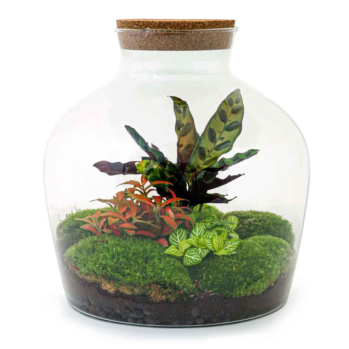 Image of Flaschengarten DIY Bausatz – Terrarium Fat Joe Rot – Ø29cm x ↕30cm – Selbstversorgendes Pflanzterrarium mit Moosen & Zimmerpflanzen-0