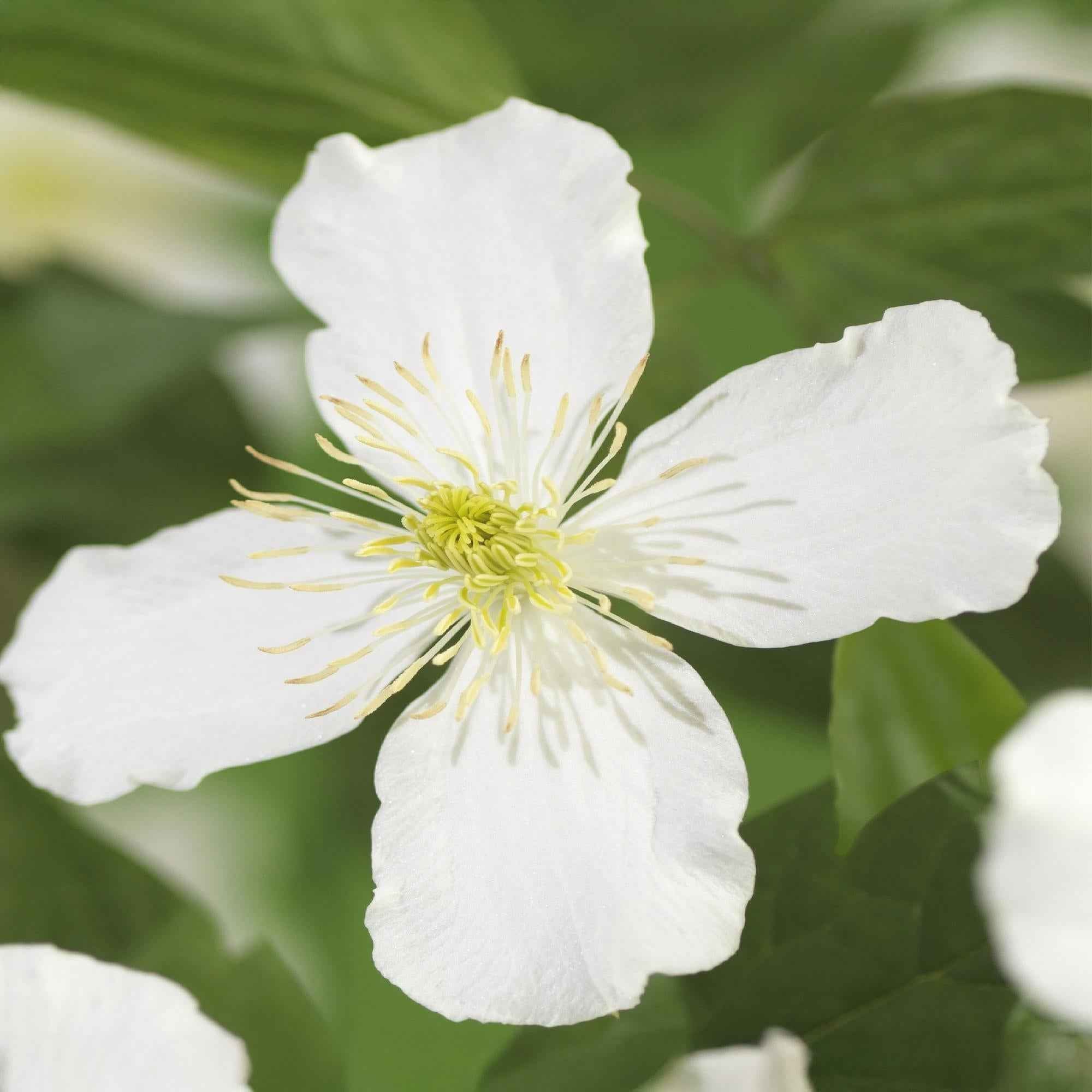 Image of Clematis montana Grandiflora – 2 Pflanzen 11cm – ca. 40cm hoch – Schnellwachsende Kletterpflanze mit großen weißen Blüten – pflegeleicht-0