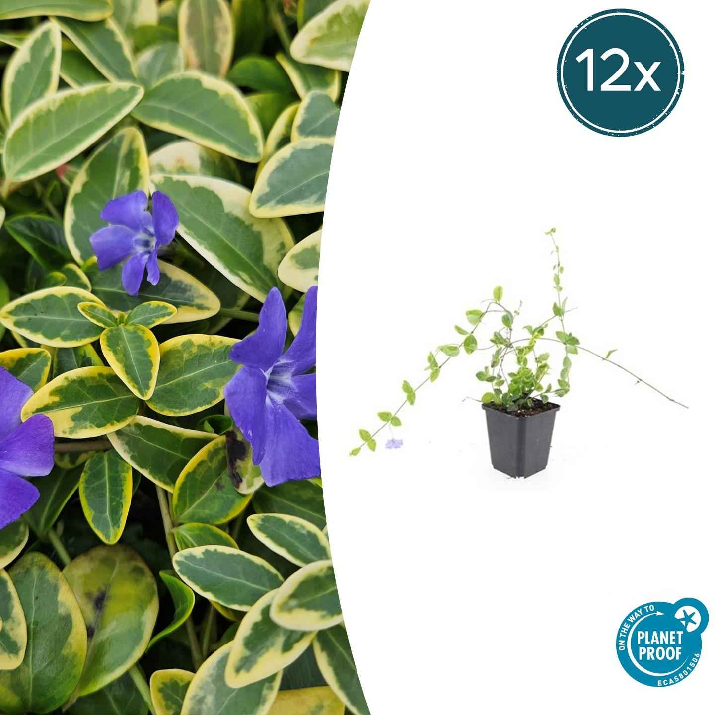 Image of Kleinblättriges Immergrün Vinca minor 'Blue and Gold' – ↕10-25cm – Ø9cm – 12 Pflanzen – Goldgelbe Blätter & Blau-Lila Blüten – Immergrüner Bodendecker – Schattentauglich & pflegeleicht