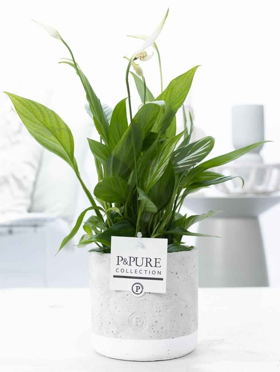Image of Spathiphyllum im Keramiktopf – Friedenslilie – Ø12cm ↕35cm – Einblatt mit weißen Blüten – Luftreinigende Zimmerpflanze-0