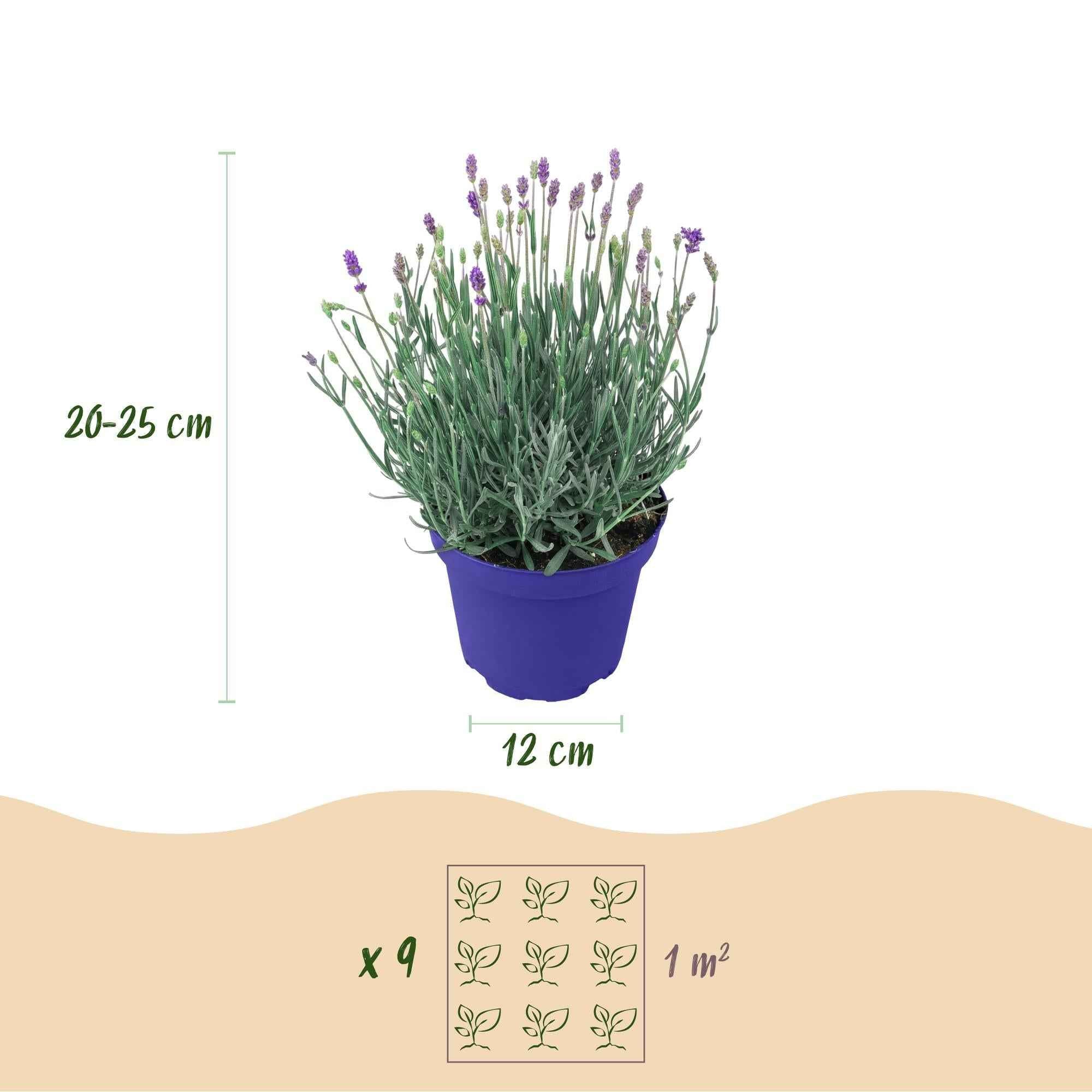 Image of Lavendel Lavandula angustifolia Hidcote winterhart lila 15-25cm 12cm duftend bienenfreundlich für Garten Balkon Terrasse Beet pflegeleicht-2