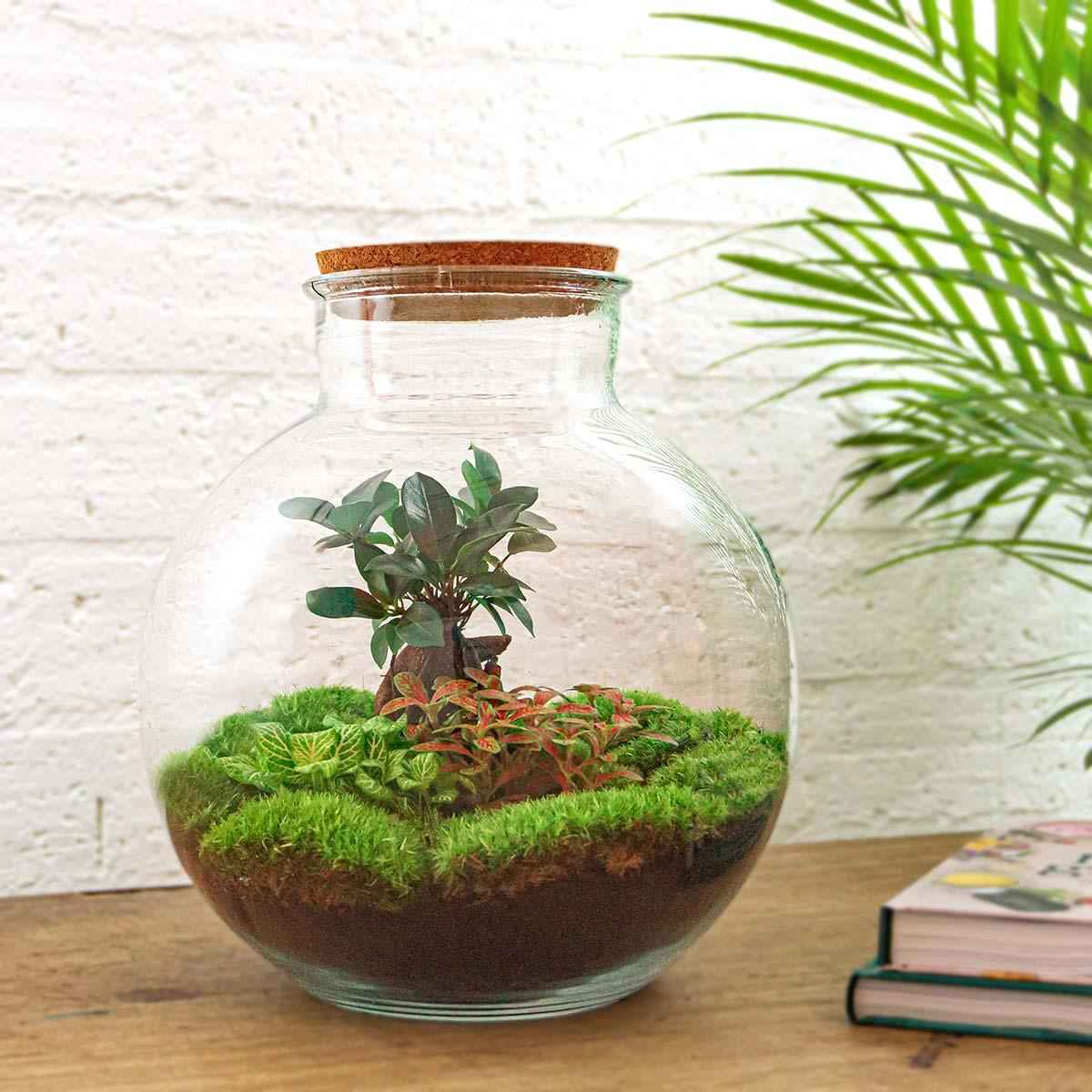 Image of Flaschengarten DIY Bausatz – Terrarium Set Bolder Bob Bonsai – Ø31cm x H30cm – Mit Ficus Ginseng, Fittonia & Moos – Selbstversorgendes Pflanzen-1