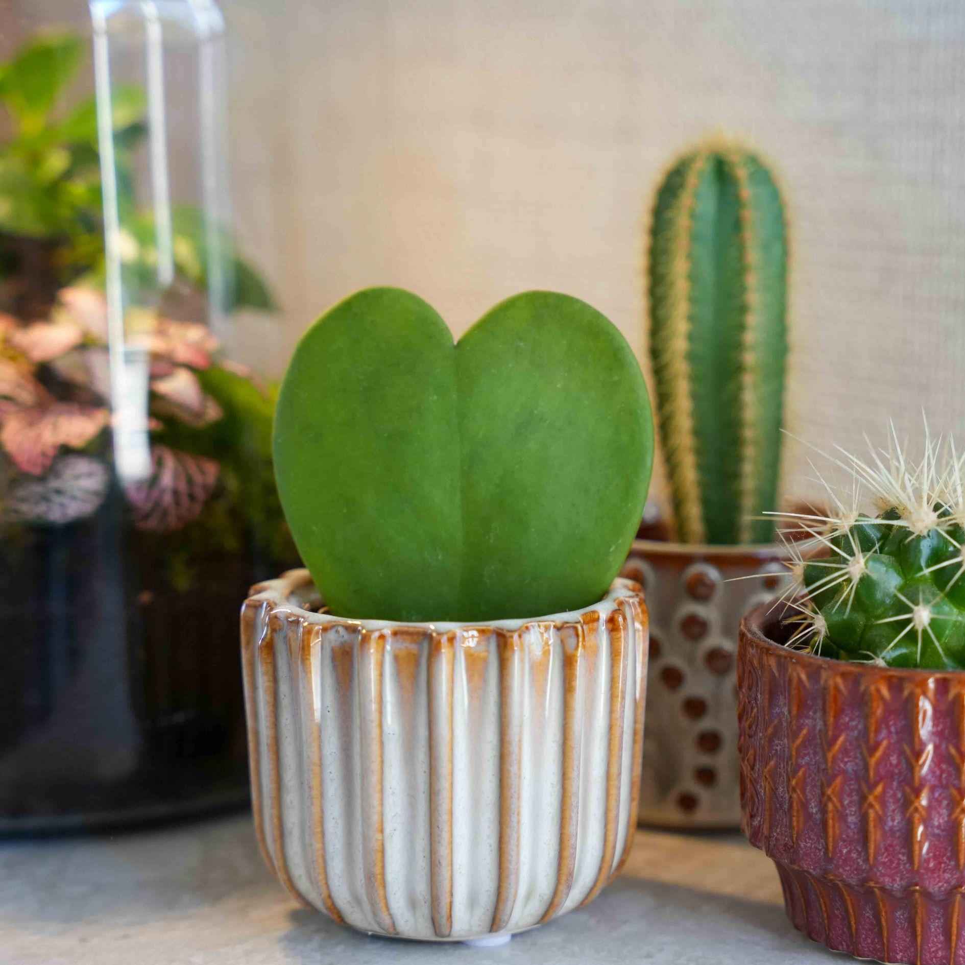 Image of Geschenkset mit Herzpflanze Hoya kerrii Dekom Topf Grußkarte und Geschenktüte liebevolles Mini Geschenkset für Muttertag Geburtstag Valentinstag