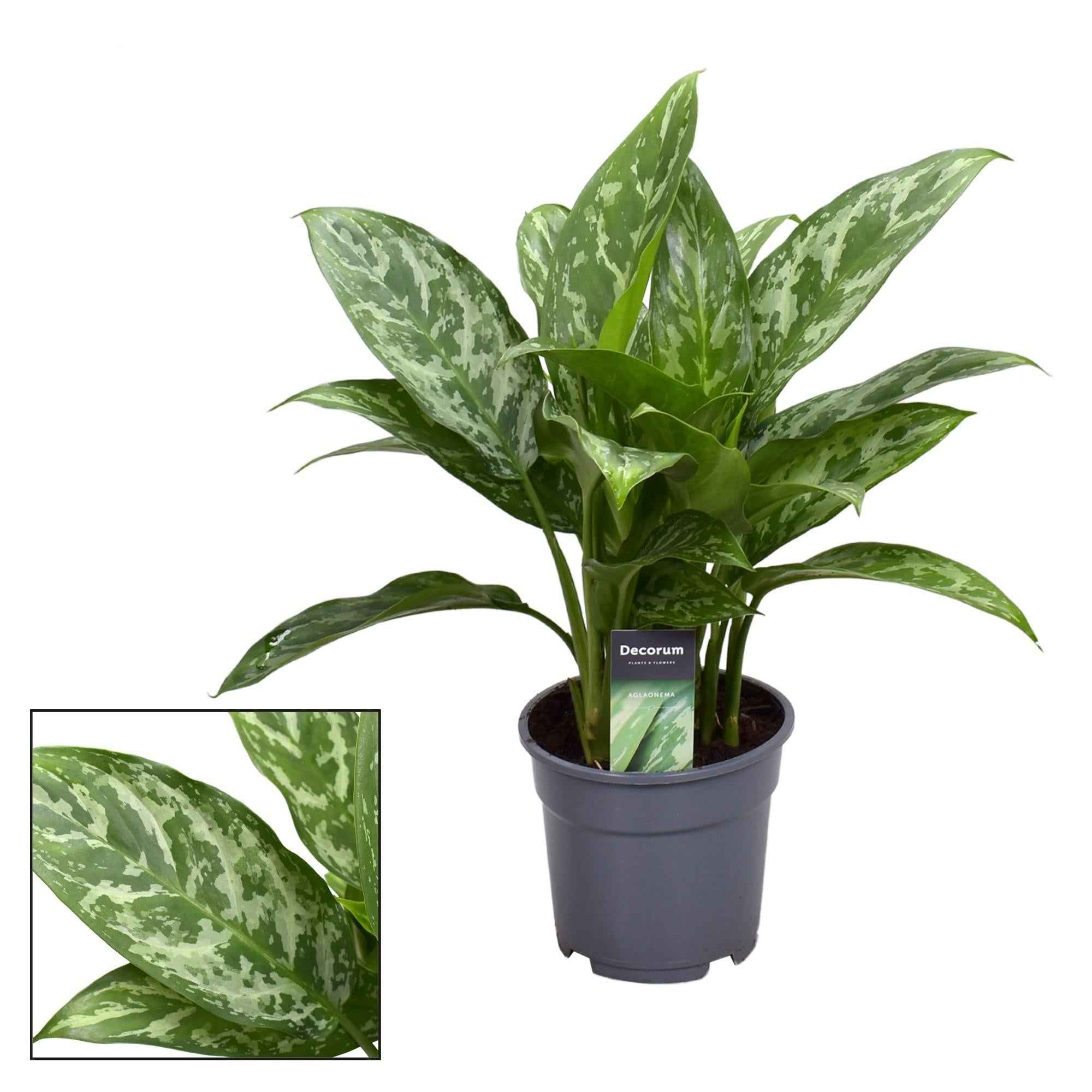 Image of Aglaonema Green Lady – Zimmerpflanze – Ø17cm – ↕60cm – Robuste Blattschmuckpflanze mit frischem Grün – Pflegeleicht & luftreinigend – Für Wohnräume & Büros