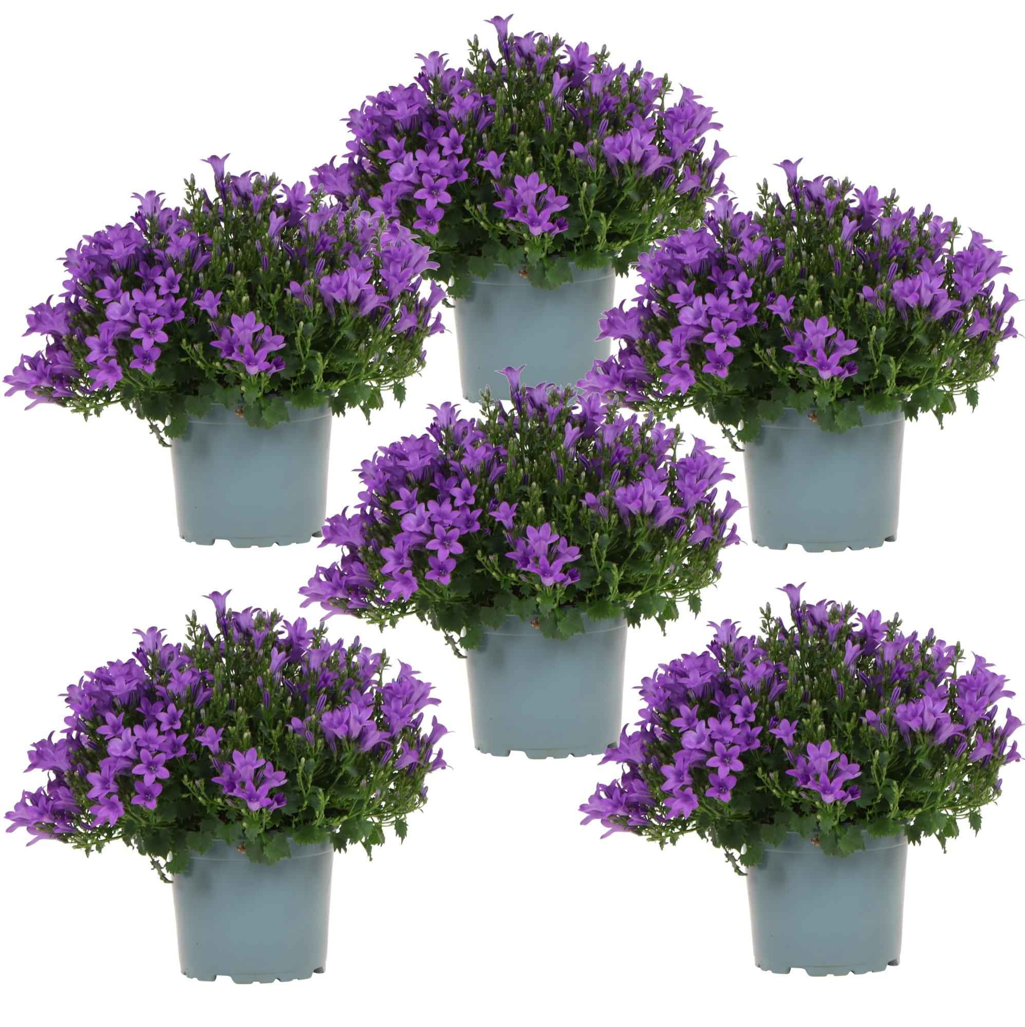 Image of Campanula Addenda Ambella lila 6er Set – Glockenblume violett Topfgröße 12cm – winterhart, lang blühend – Bodendecker für ca.1m²-0