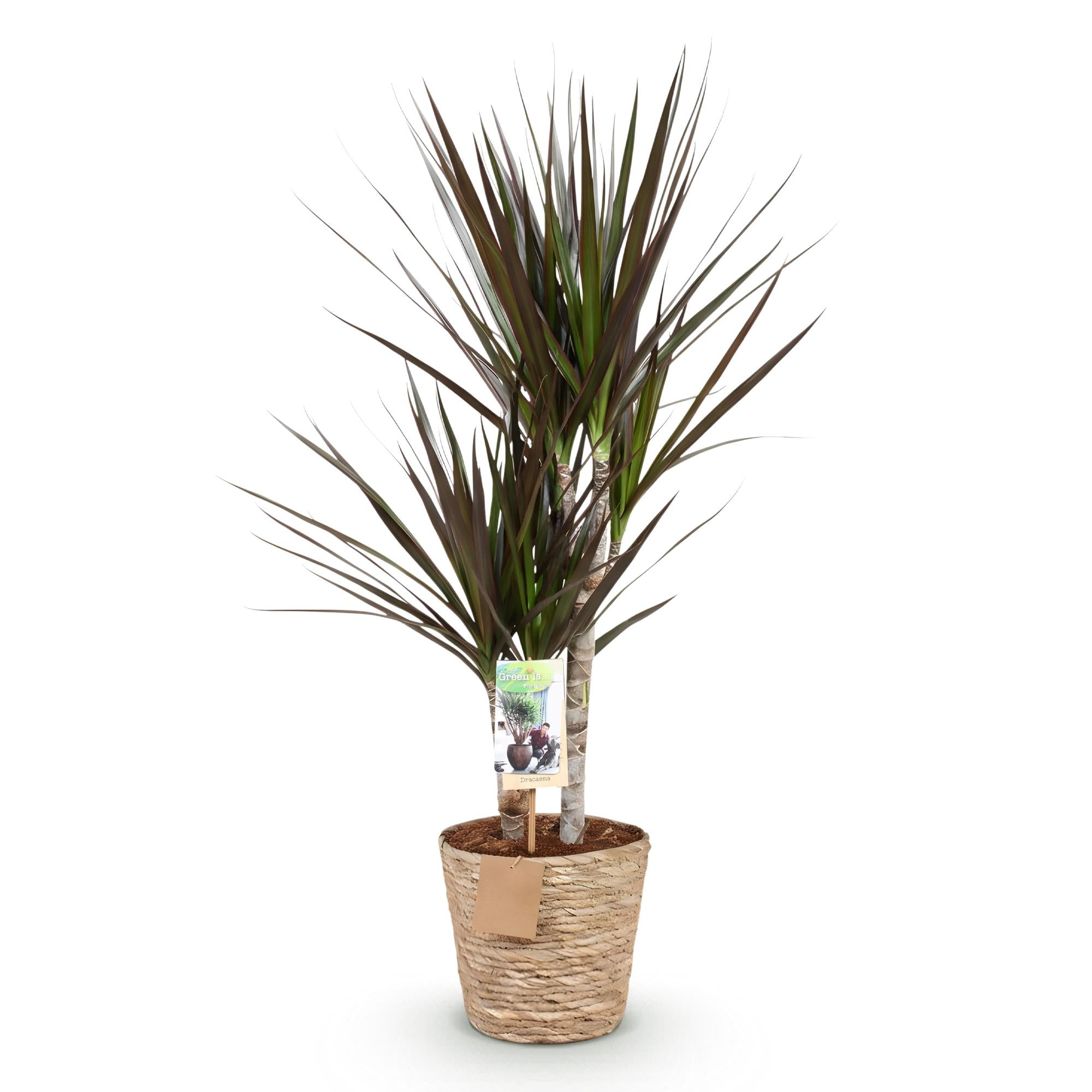 Image of Dracaena Magenta – 70-80cm – 17cm inkl. Naturkorb – Pflegeleichter Drachenbaum – Rot – Grüne Zimmerpflanze mit eleganten Blättern – Ideal für Wohn-0