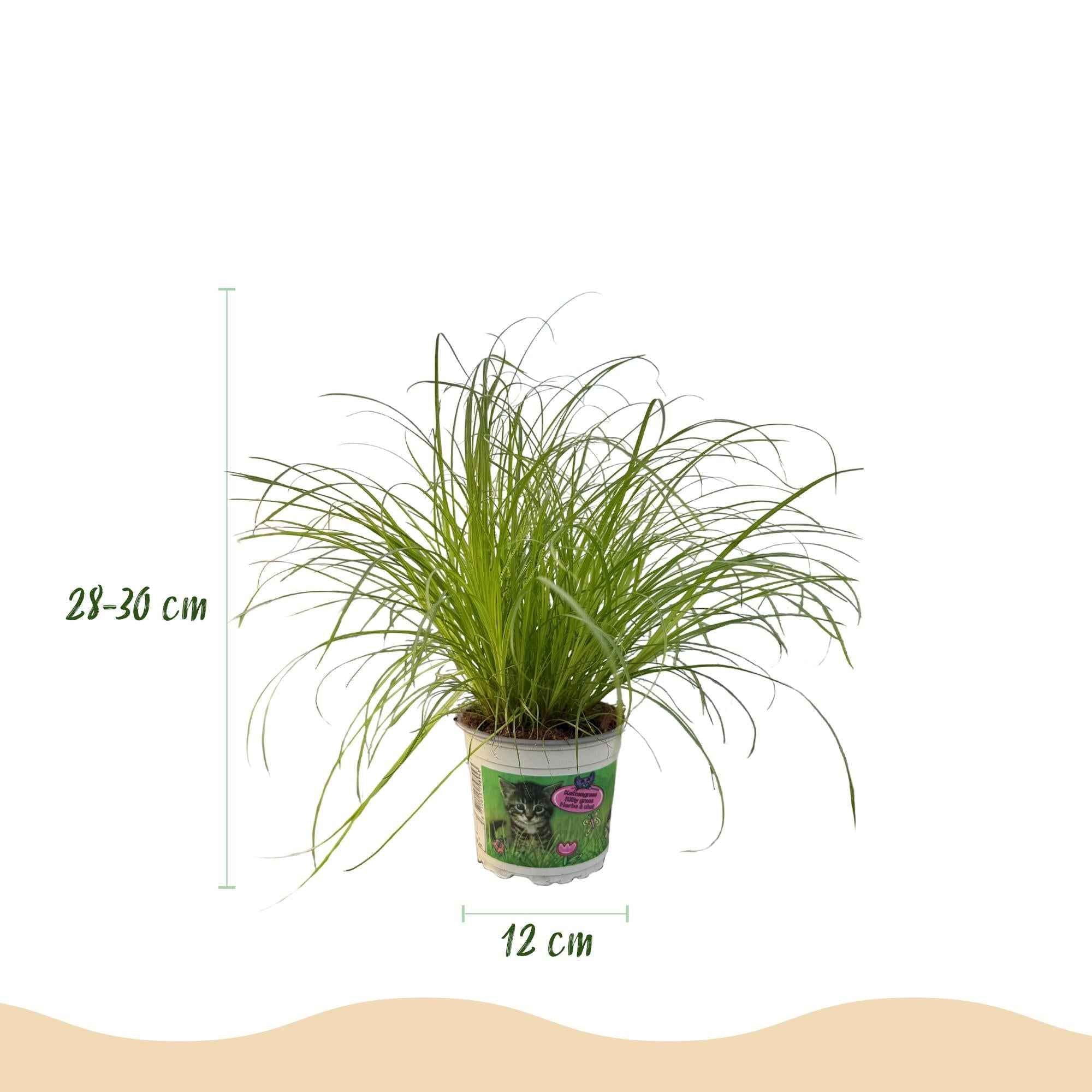 Image of Cyperus alternifolius Zumula Katzenpflanze – Haustierfreundliche Zimmerpflanze 12cm – Höhe ca.20cm – Grünpflanze für Wohnzimmer Büro & Fensterbank