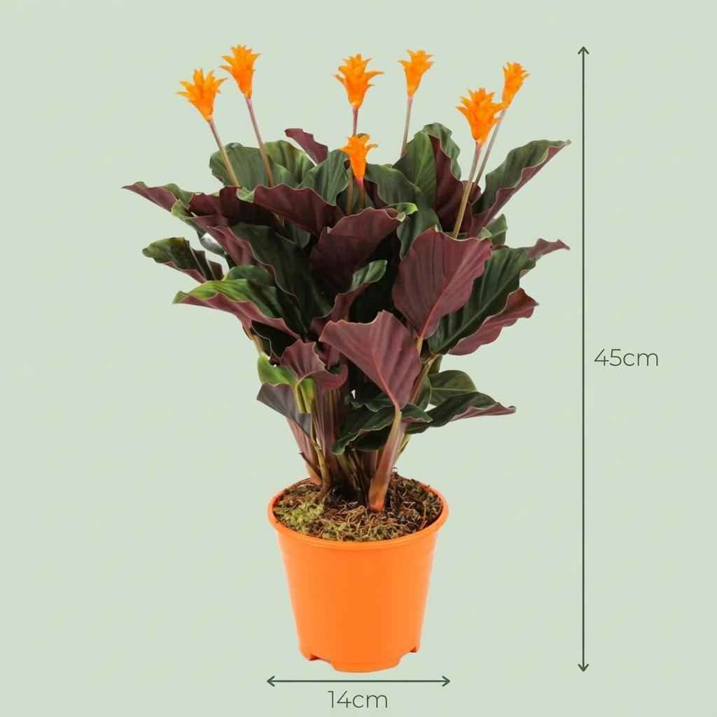 Image of Korbmarante Calathea Crocata – Ø14cm – Höhe 40-45cm – Orange Blüten – Tropische Zimmerpflanze für Wohnraum Büro & schattige Standorte-2