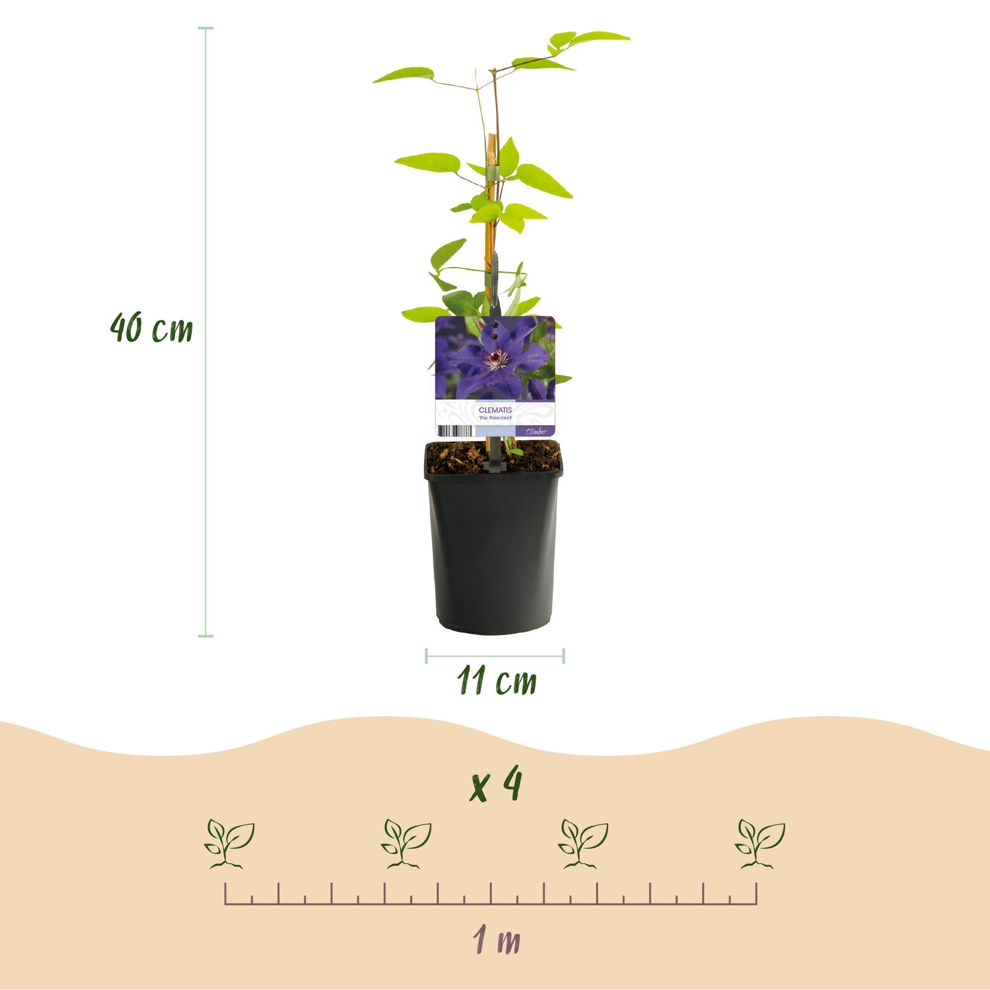 Image of Kletterpflanze Clematis The President – Rosa Blüten – 2 Pflanzen – 11cm x H40cm – Bis 3m – Pflegeleicht – Ideal für Garten, Balkon & Pergola-3