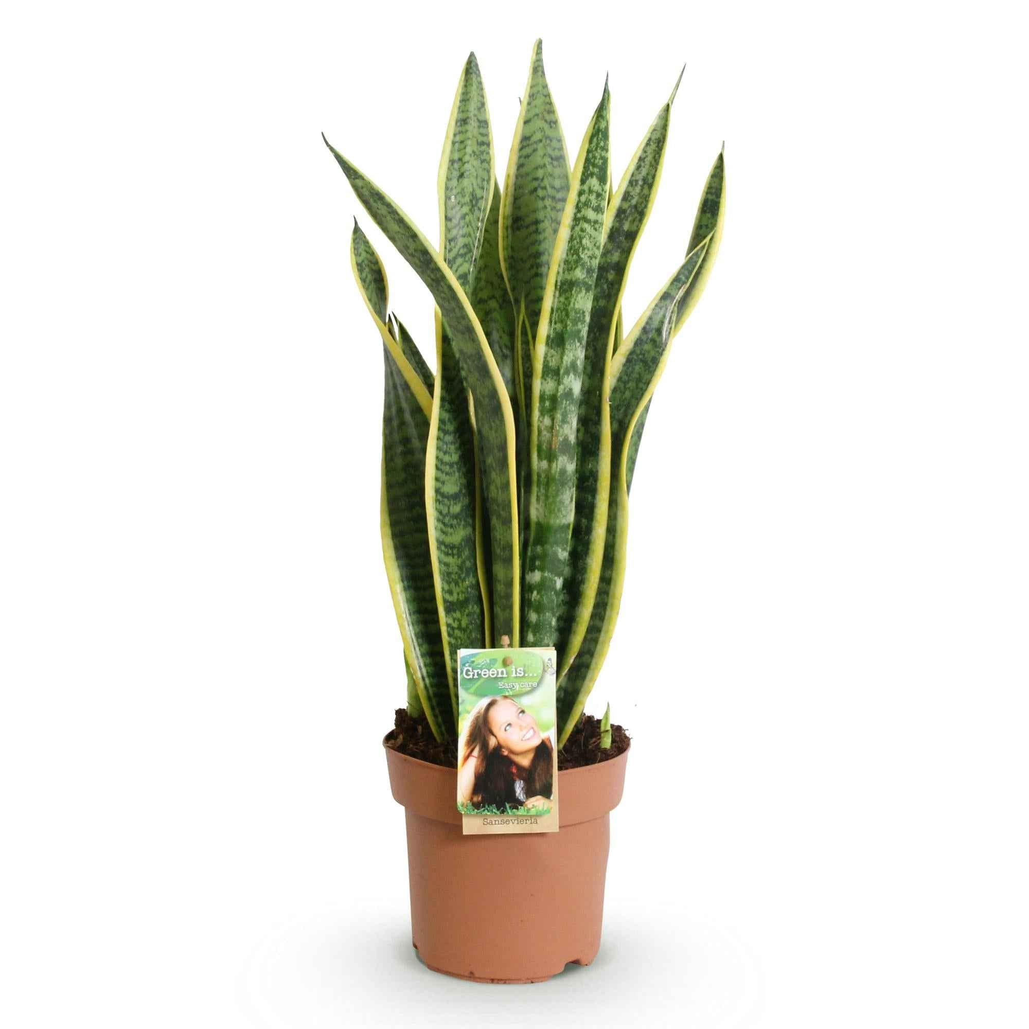 Image of Sansevieria Laurentii – 60-70cm – 17cm – Pflegeleichte Schwiegermutterzunge in Grün – Gelb-0