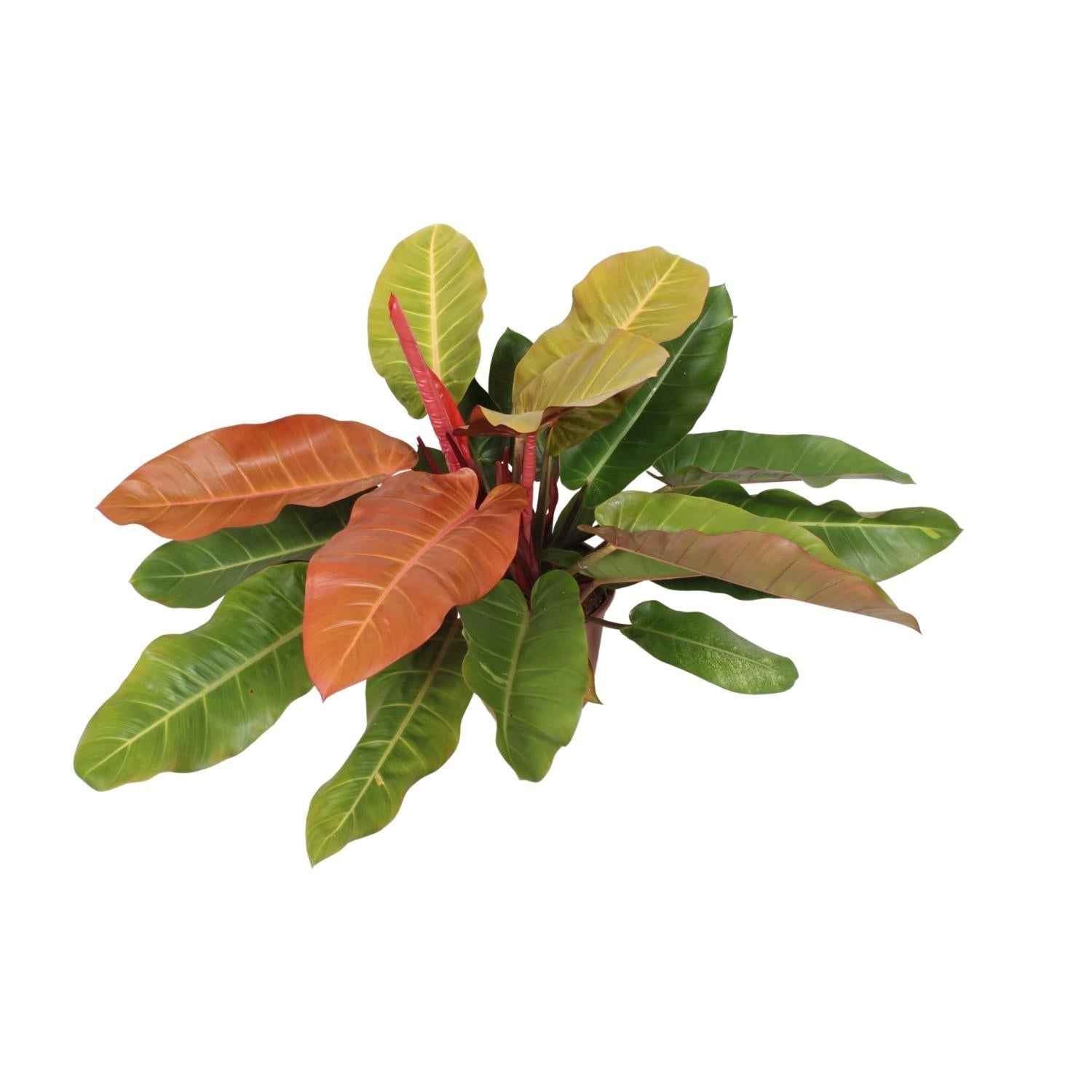 Image of Philodendron Prince of Orange – Baumfreund – Ø27cm ↕75cm – Pflegeleichte Zimmerpflanze mit orange-grünen Blättern für Wohnzimmer & Büro-0