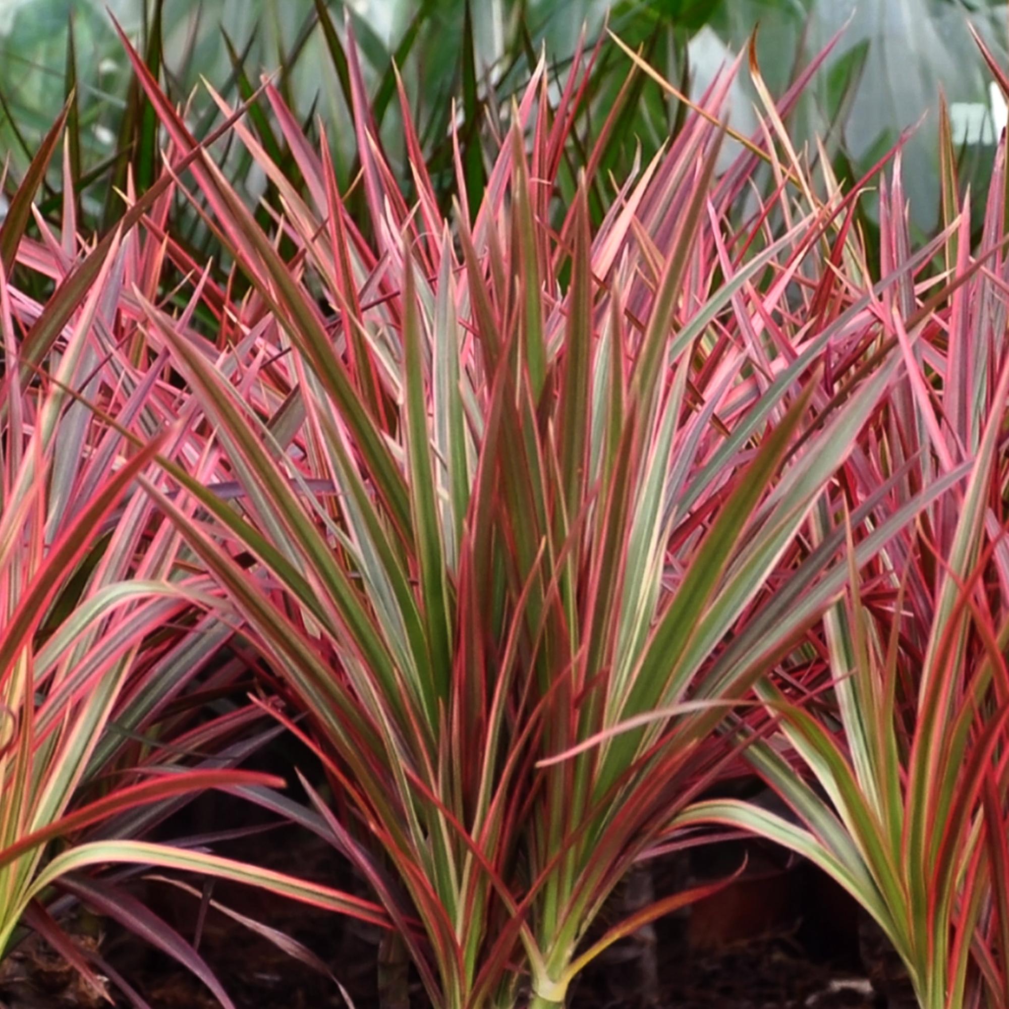 Image of Dracaena Magenta – 70-80cm – 17cm inkl. Naturkorb – Pflegeleichter Drachenbaum – Rot – Grüne Zimmerpflanze mit eleganten Blättern – Ideal für Wohn-4