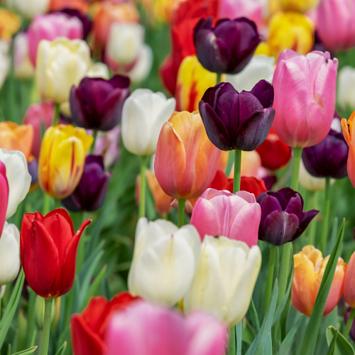 Image of Tulpenzwiebeln Mix – 20 Blumenzwiebeln – Bunte Tulpenmischung für Garten, Topf oder Beet – Frisch vom Züchter – Pflegeleicht & mehrfarbig – Frühblüher für Frühjahr-0