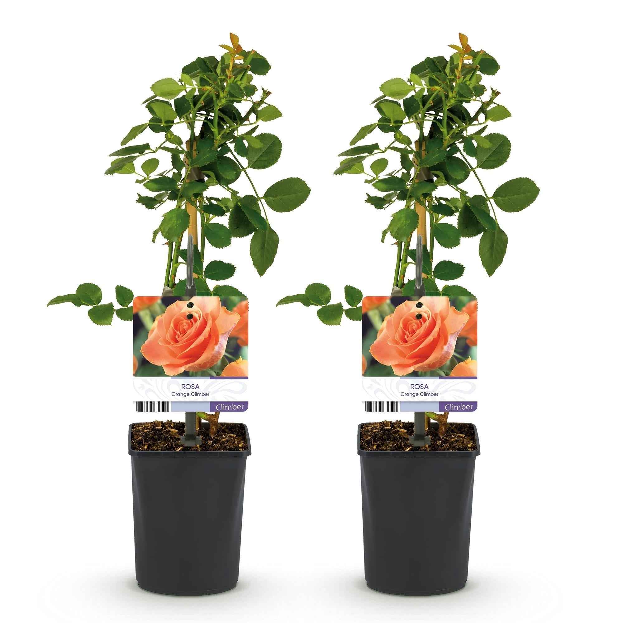 Image of Kletterrose – Rosa Orange Climber – Orange Blüten – 2 Pflanzen – 11cm – Höhe 40cm – Wenig Pflege – Blüte im Sommer-2