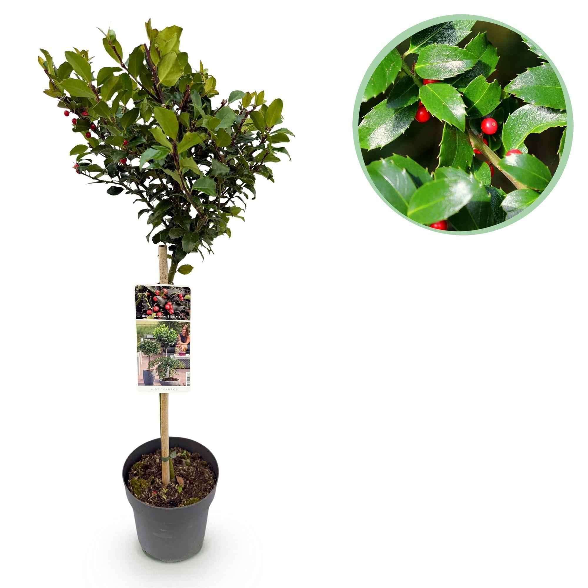 Image of Ilex meserveae 'Blue Maid' – Immergrüne Stamm – Pflanze – Ø19cm – Höhe ca. 90cm – Terrassenpflanze & Gartenpflanze – Pflegeleicht & wetterfest-0