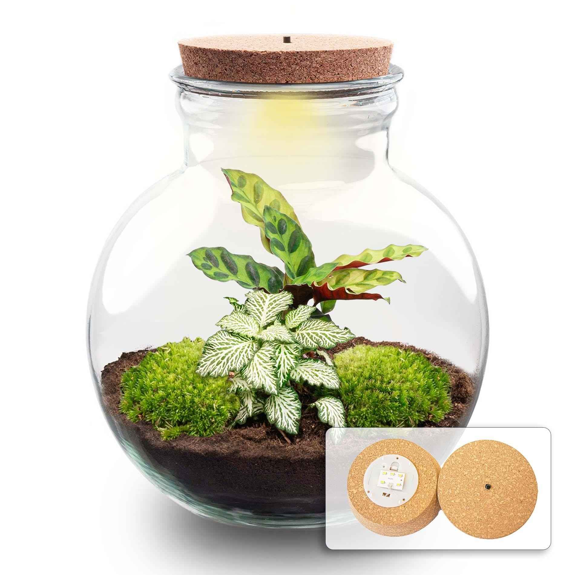 Image of Flaschengarten Teddy mit LED – Korken – Ø25cm ↕26,5cm – DIY Pflanzenterrarium mit Calathea & Fittonia – Selbstversorgendes Mini – Ökosystem im Glas-0