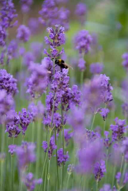 Image of Lavendel Lavandula angustifolia 'Munstead' – ↕10-25cm – Ø9cm – 12 Pflanzen