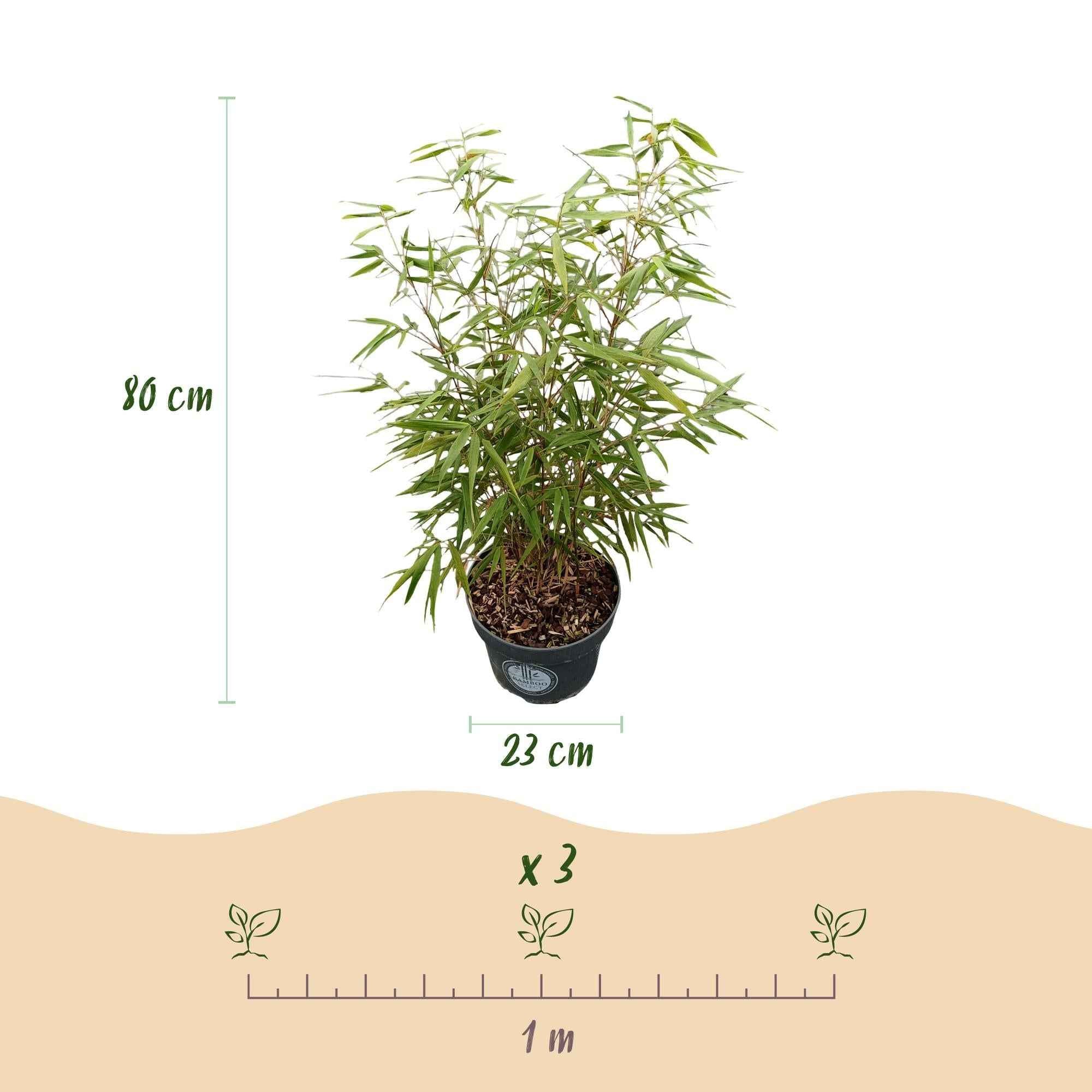Image of Bambus Fargesia scabrida Asian Wonder, nicht ausbreitender immergrüner Gartenbambus, grüne Sichtschutz Pflanze für Hecke, Kübel, Terrasse und-2