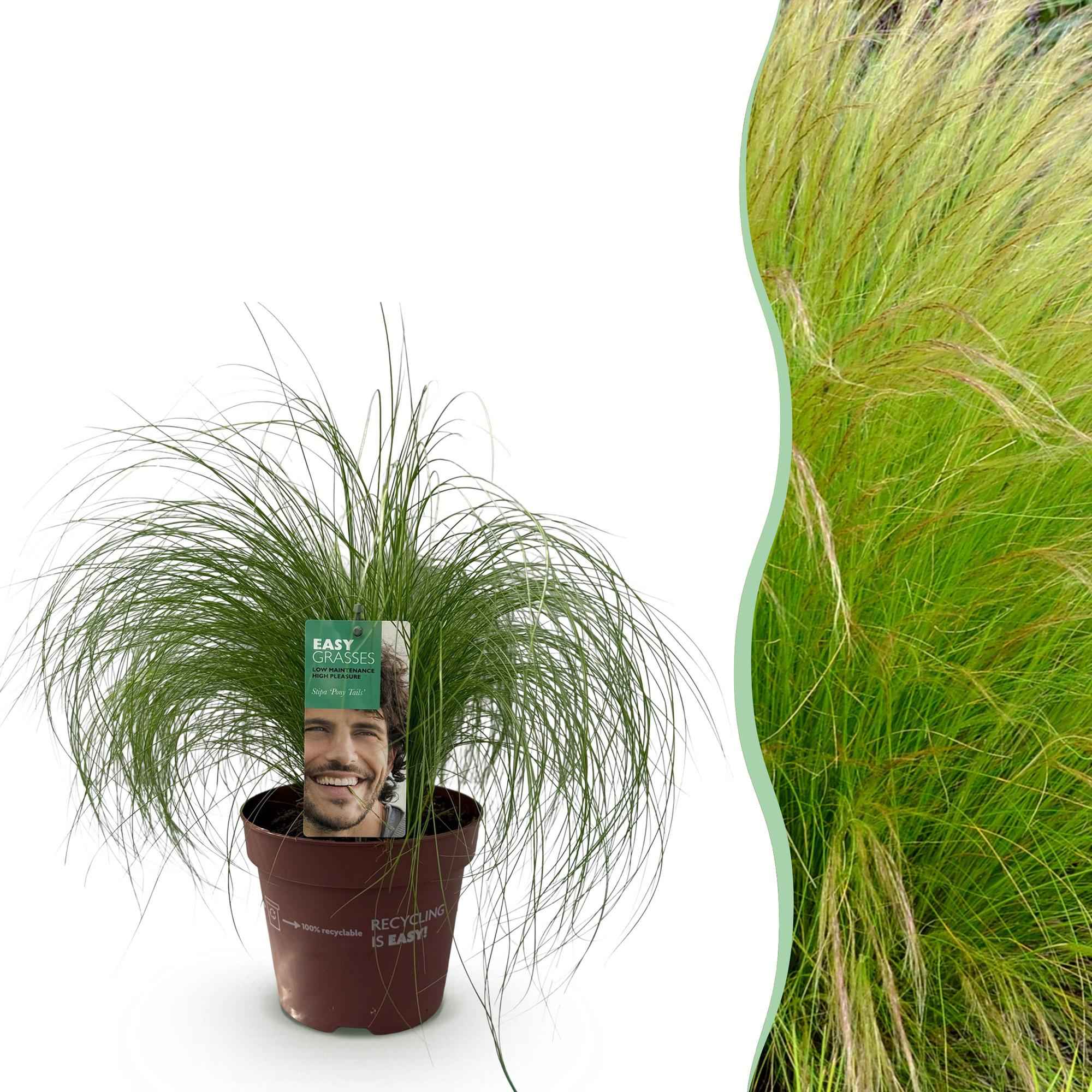 Image of Ziergras Federgras Stipa tenuifolia Pony Tails – Immergrün & winterhart – Höhe ca. 50cm – 17cm – Luftiges Ziergras für Beet & Kübel-2
