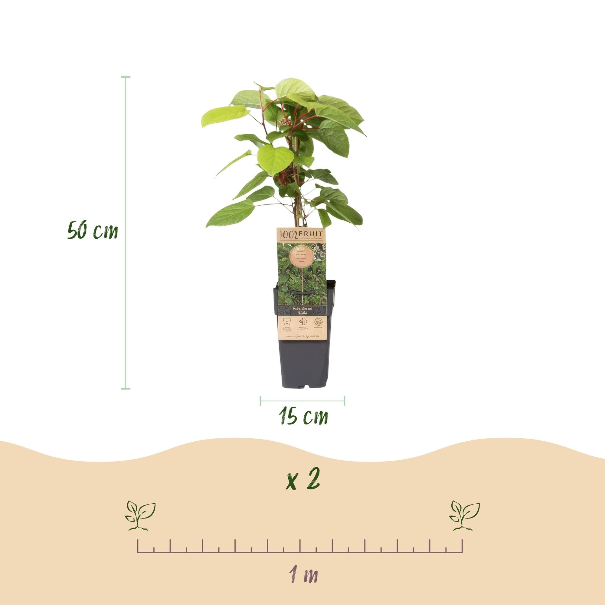 Image of Kiwi Pflanze männlich Actinidia arguta Weiki 50cm 15cm winterhart Kletterpflanze zur Bestäubung für Mini Kiwi Hardy Kiwi Garten Balkon Terrasse-2