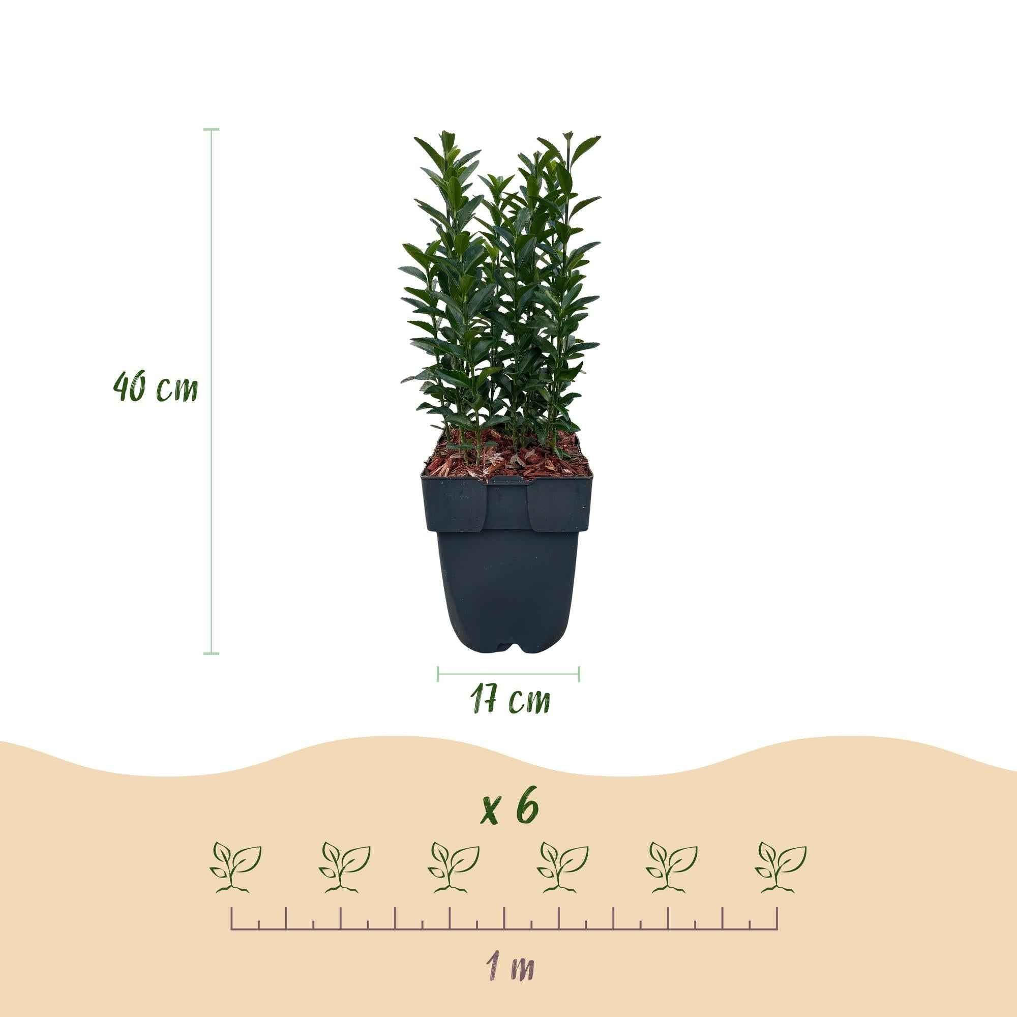 Image of Japanischer Spindelstrauch Euonymus japonicus Green Spire – Heckenpflanze – Blatt Grün – 6 Pflanzen – 1 Meter – Immergrün – 17cm Höhe 40cm-3