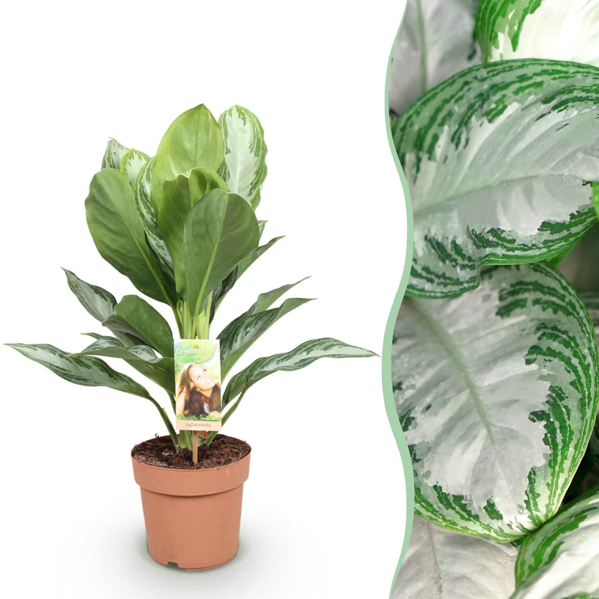 Image of Aglaonema Silver Bay – 17cm – Höhe 70-75cm – Pflegeleichte silber – grüne Zimmerpflanze mit dekorativem Blattmuster für Wohnräume und Büro-1