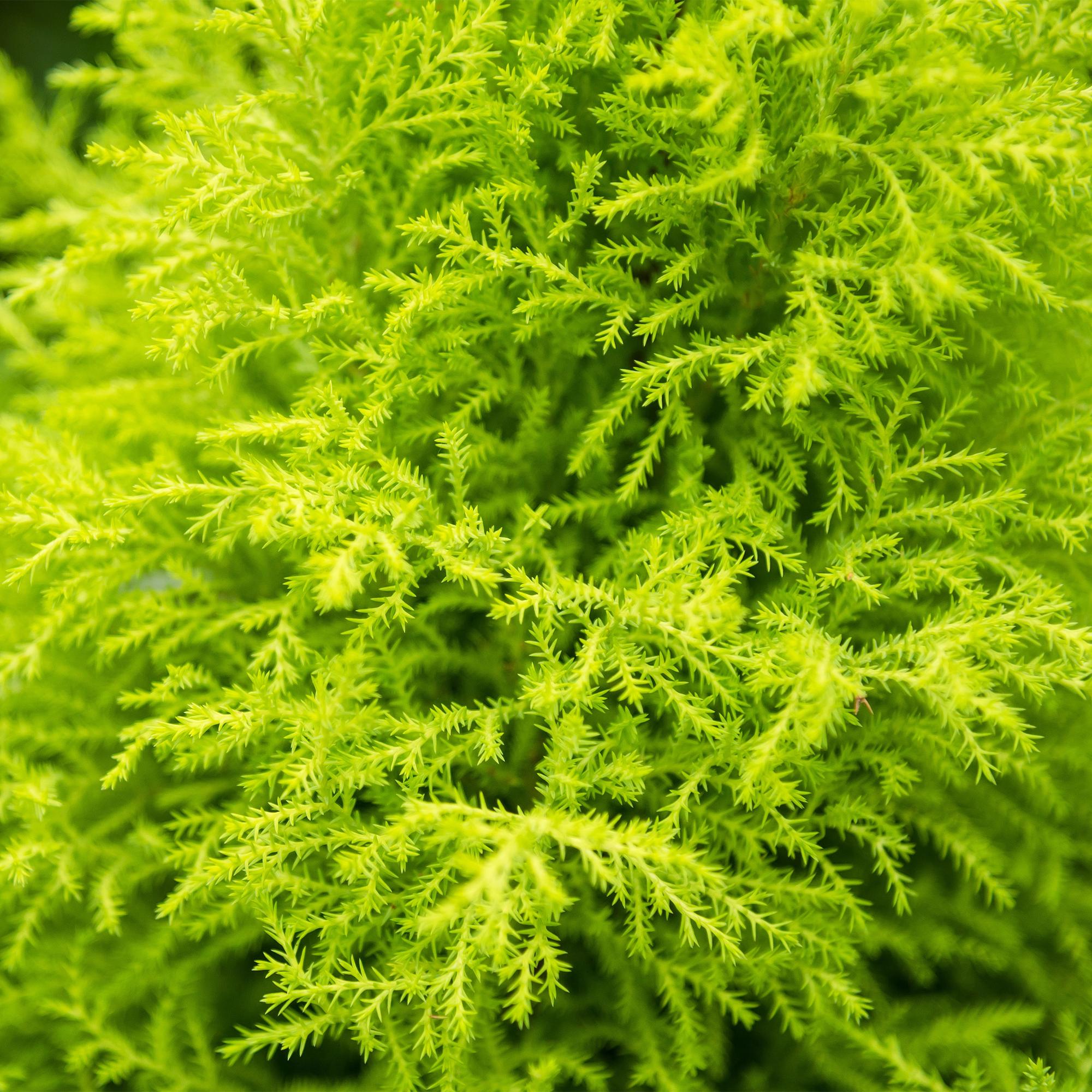 Image of Cupressus Gold Crest Wilma – Zimmerkonifere – 21cm – Höhe 85-95cm – Pflegeleichte goldgrüne Pflanze für Wohnzimmer, Büro und moderne Interieurs-4
