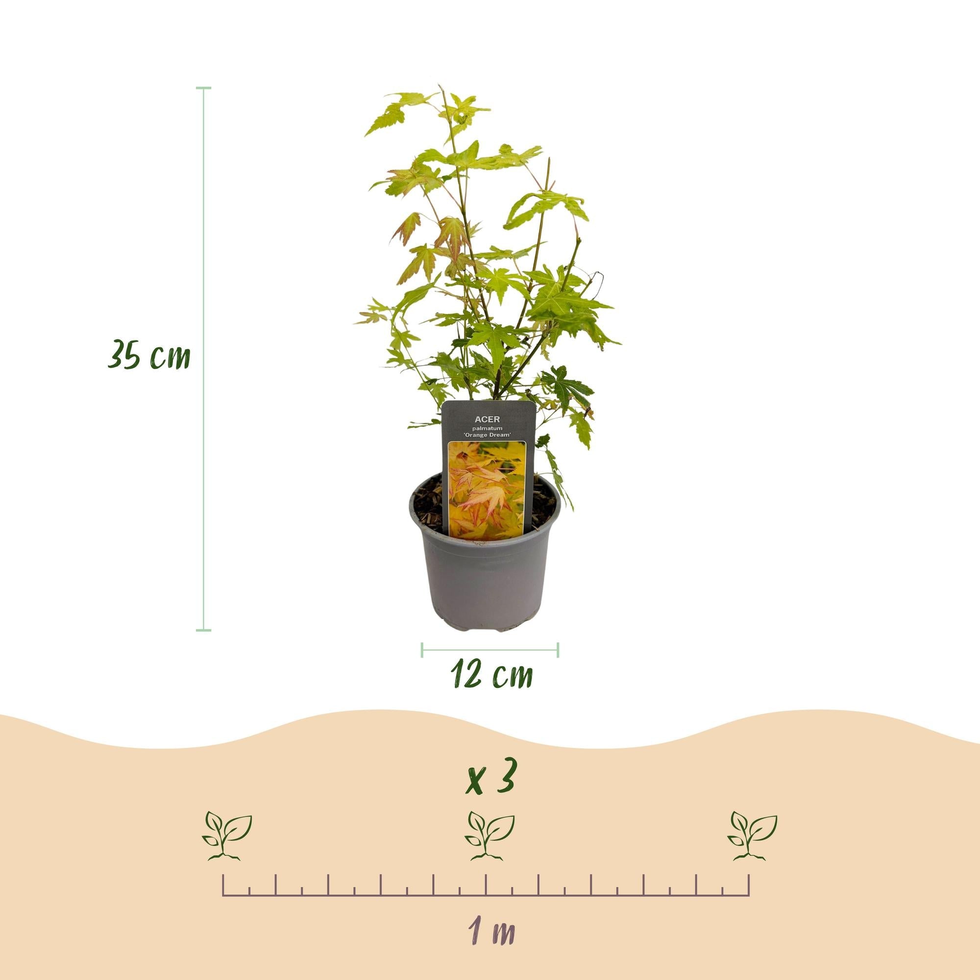 Image of Ahorn Acer palmatum Orange Dream – 12cm – Höhe ca. 35cm – Orange – gelbes Laub & beeindruckende Herbstfarbe-4